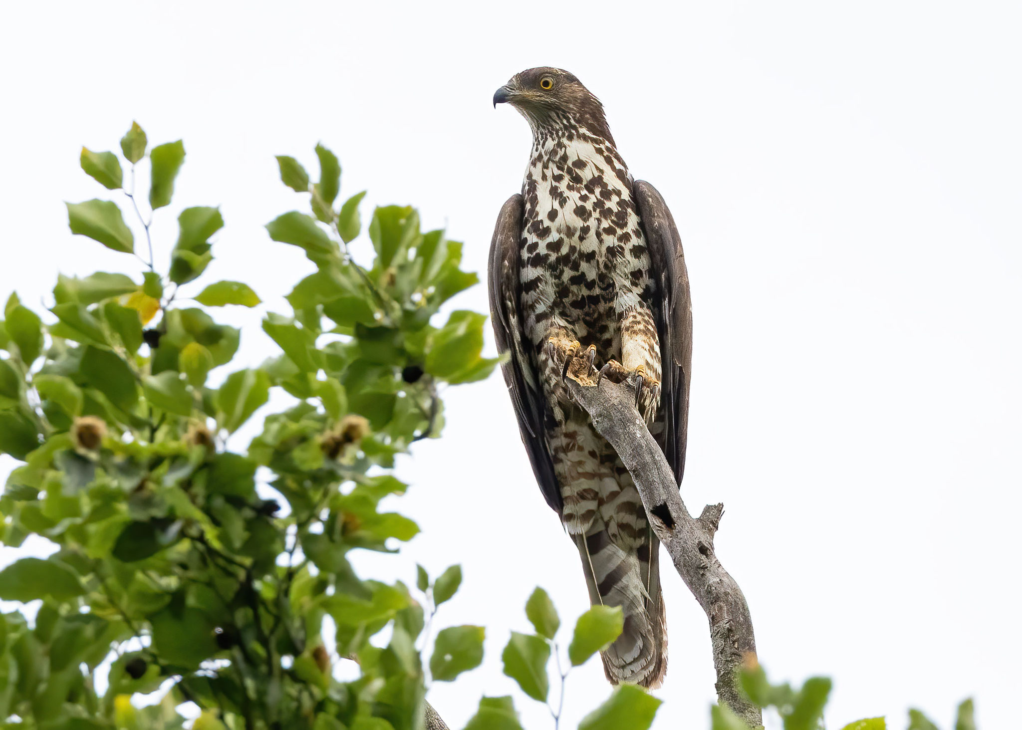 Wespenbussard