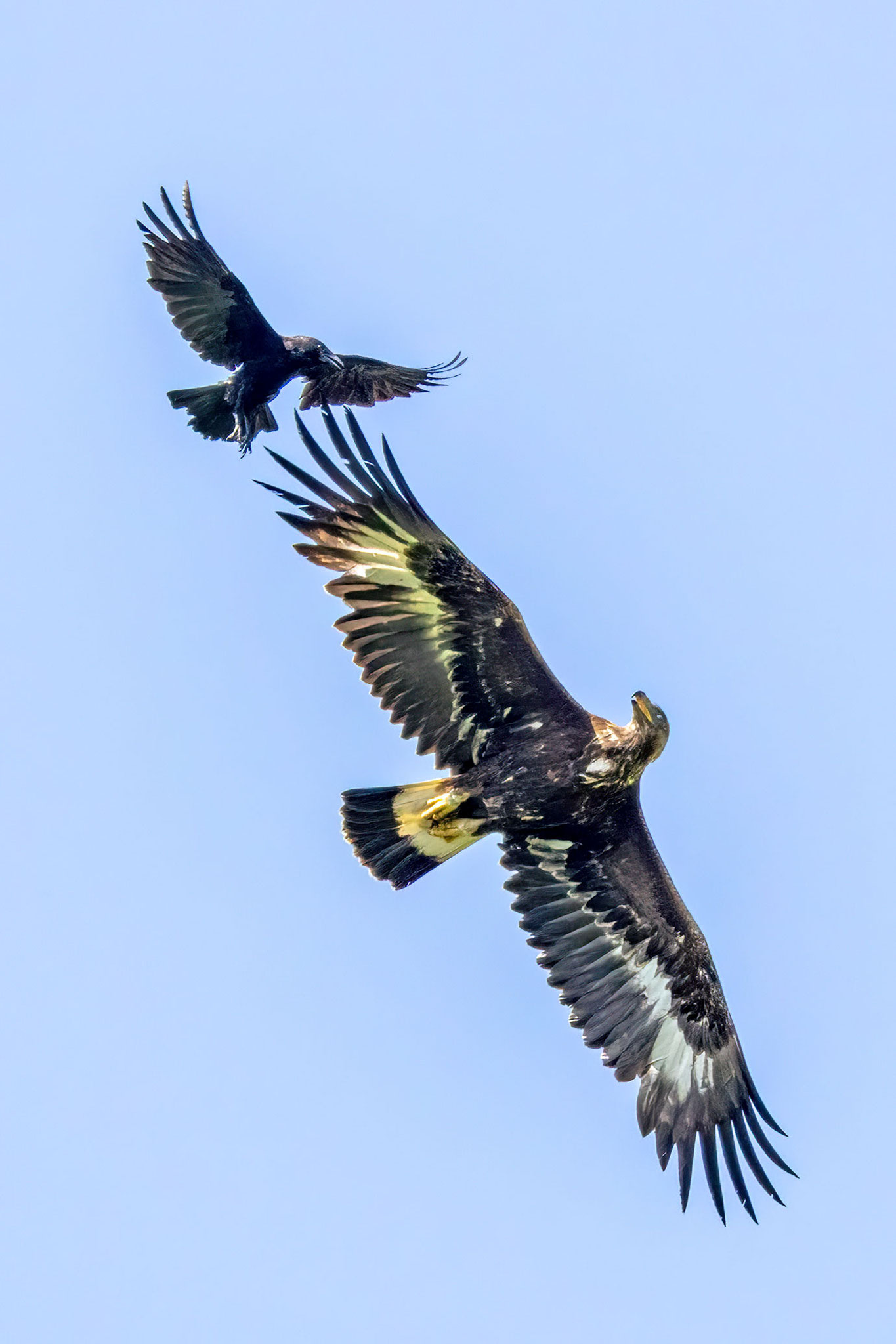 Steinadler