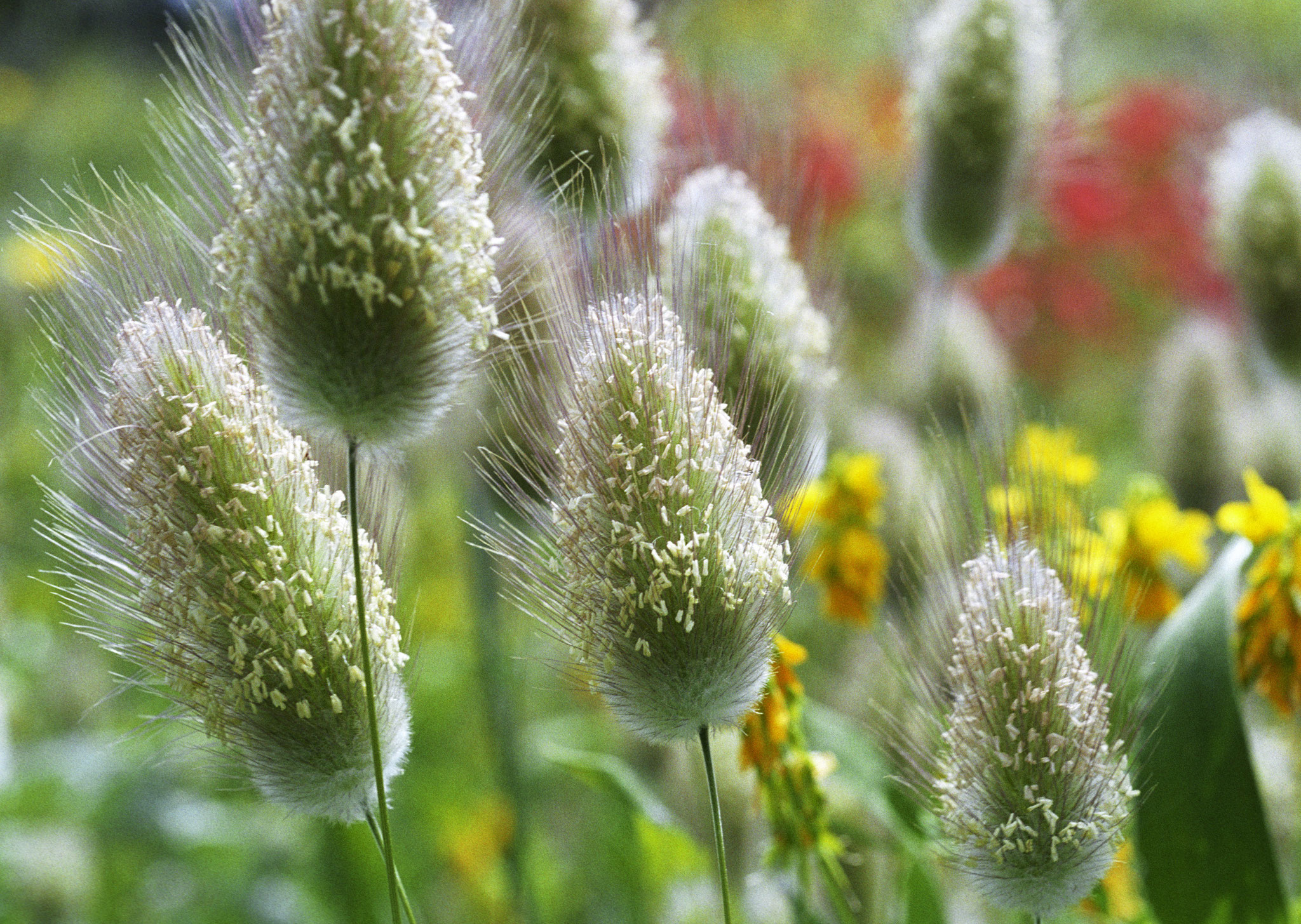 Bachblüten Therapie