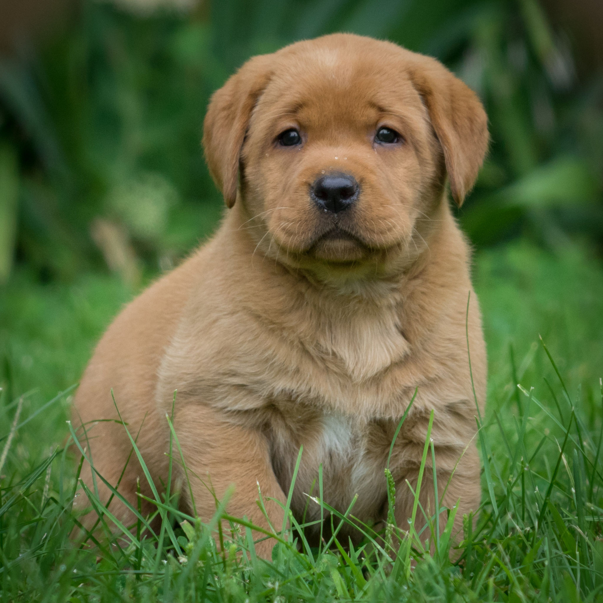 Fox Reds Of Iron Hill Golden & Labrador Retrievers Iowa