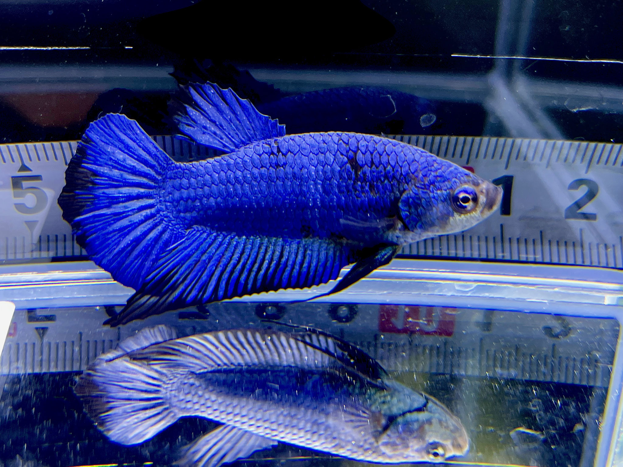 ベタショップ 暁 - 熱帯魚 ベタ専門店 ベタショップ暁