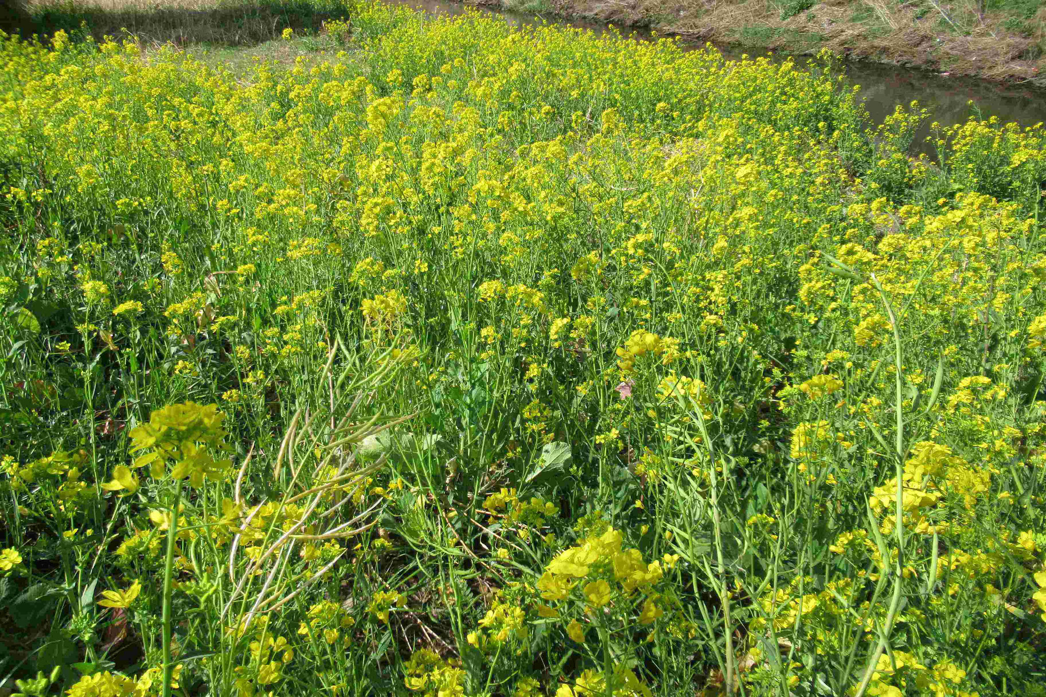 目久尻川添いの菜の花畑