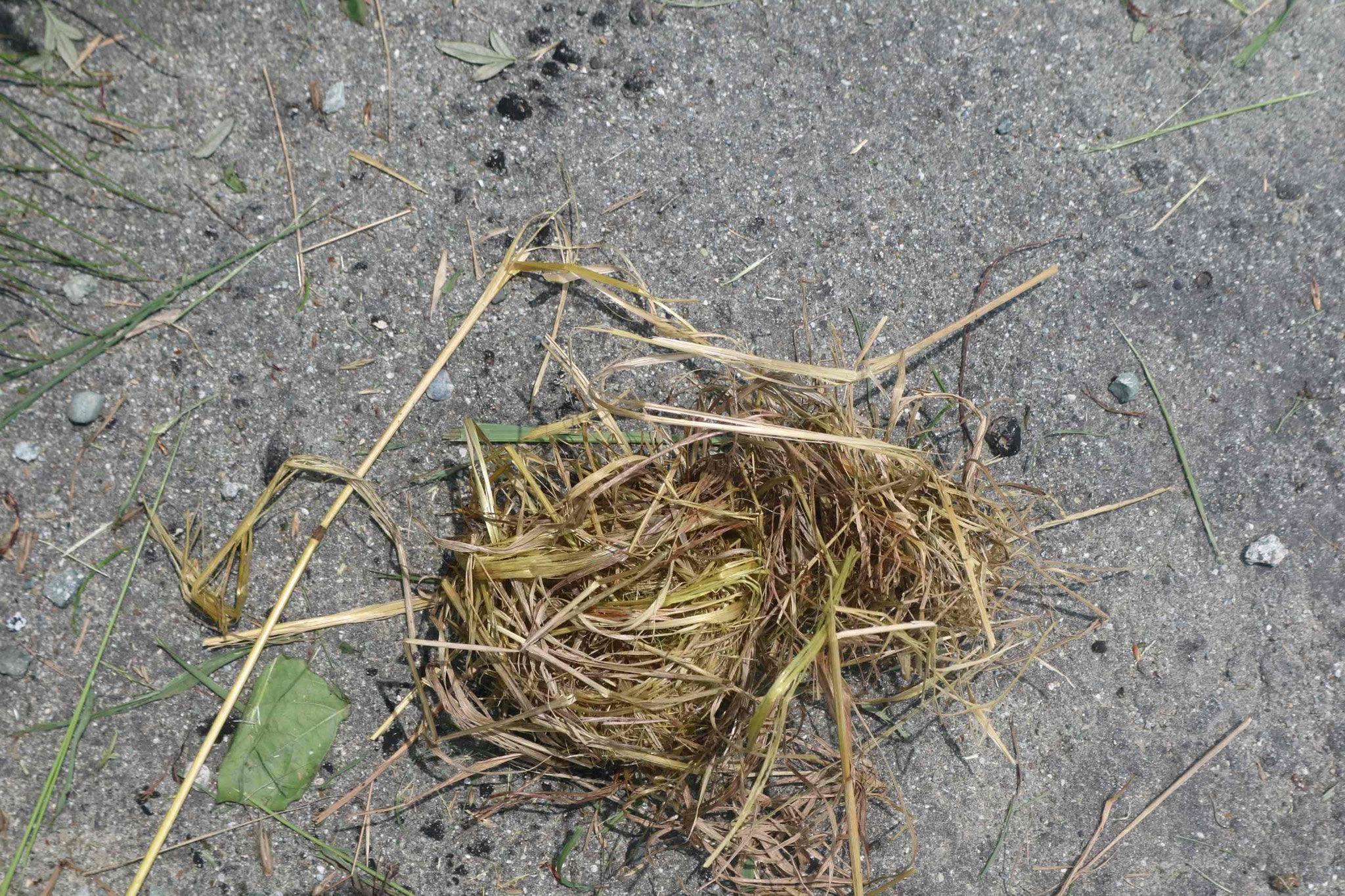 カヤネズミの巣？