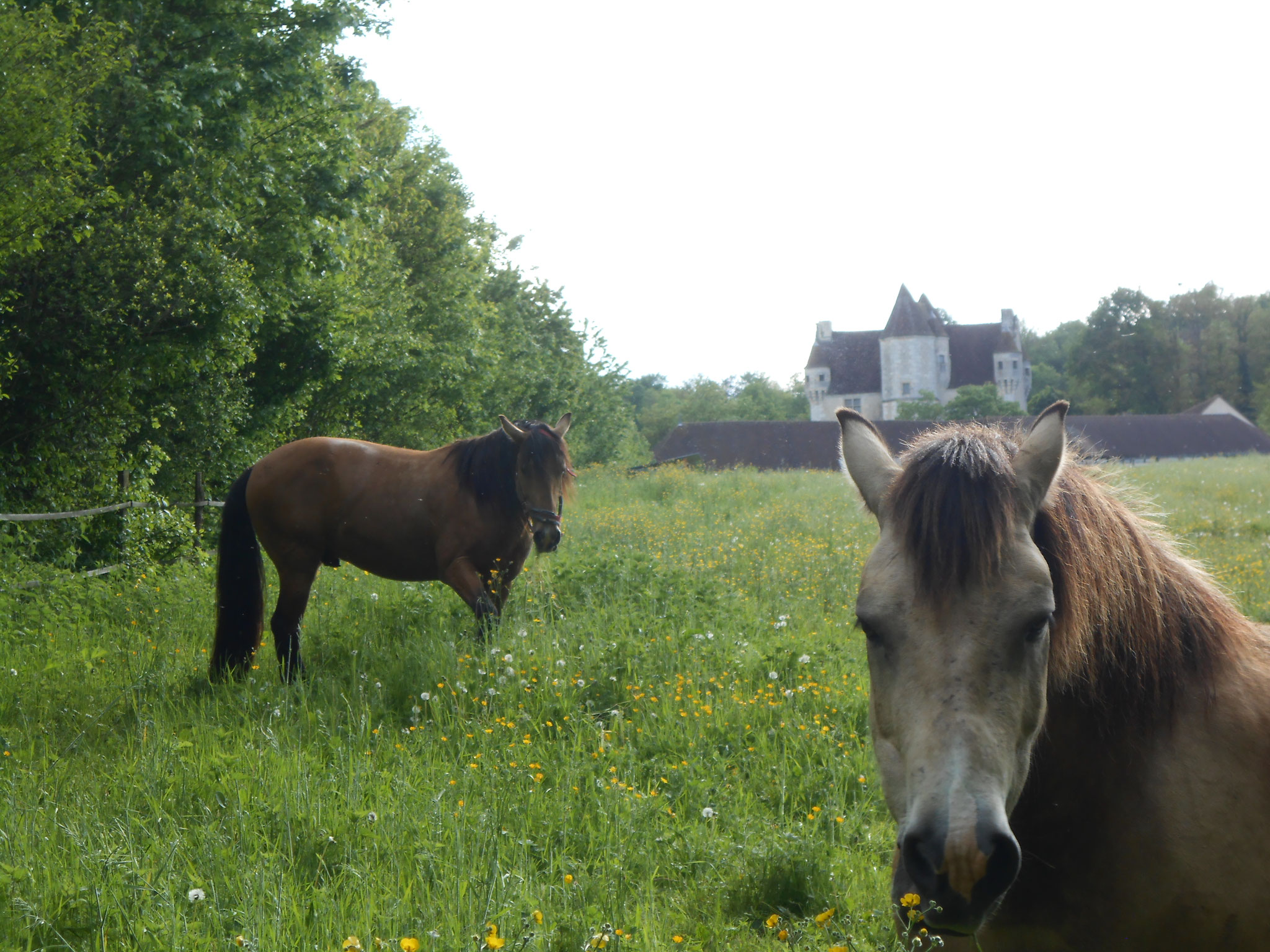 Les percherons de Courboyer