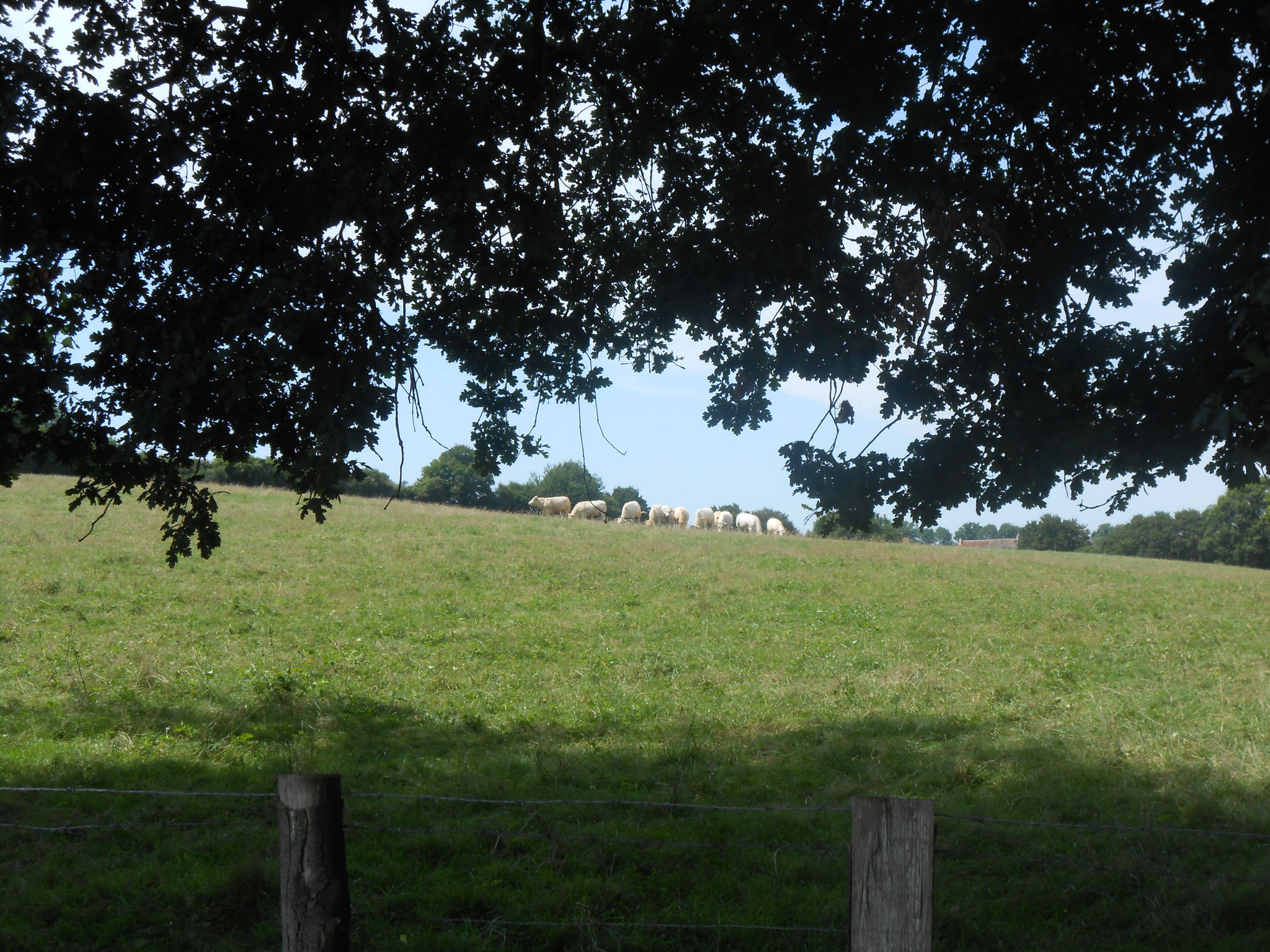 Les vaches, que vous pourrez appercevoir de la maison ou en randonnée..