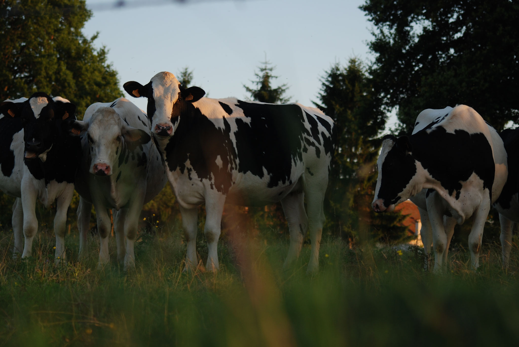 Les nombreuses vaches autour du gîte..