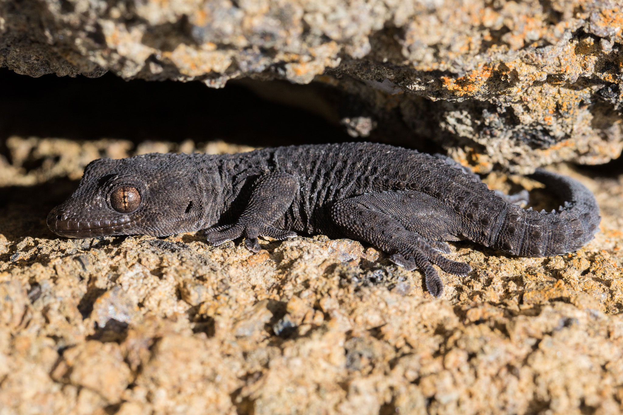 Teneriffa-Gecko (Tarentola delalandii)