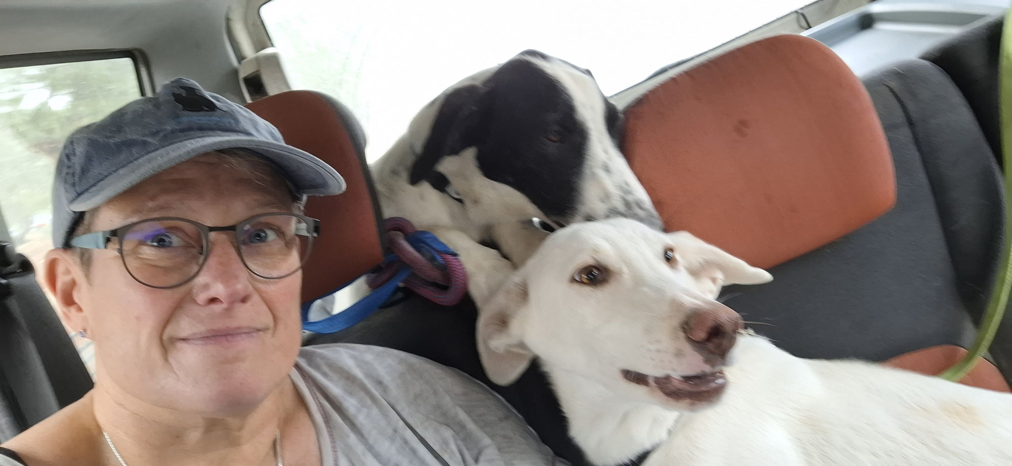 Zac und Zero, frisch kastriert
