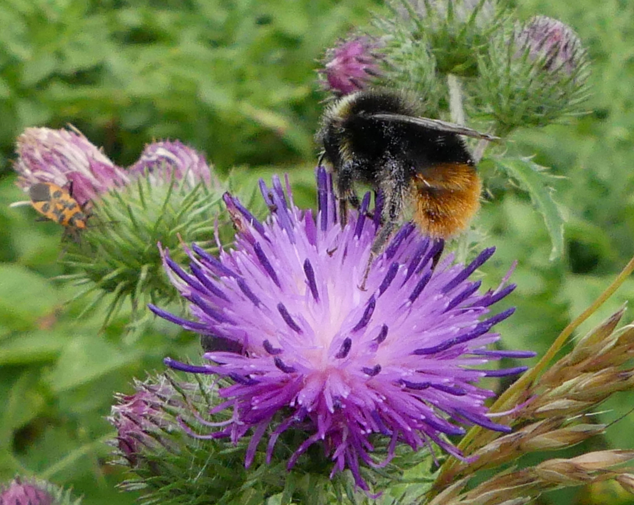 Hummel und Feuerwanze auf einer Wegdistel