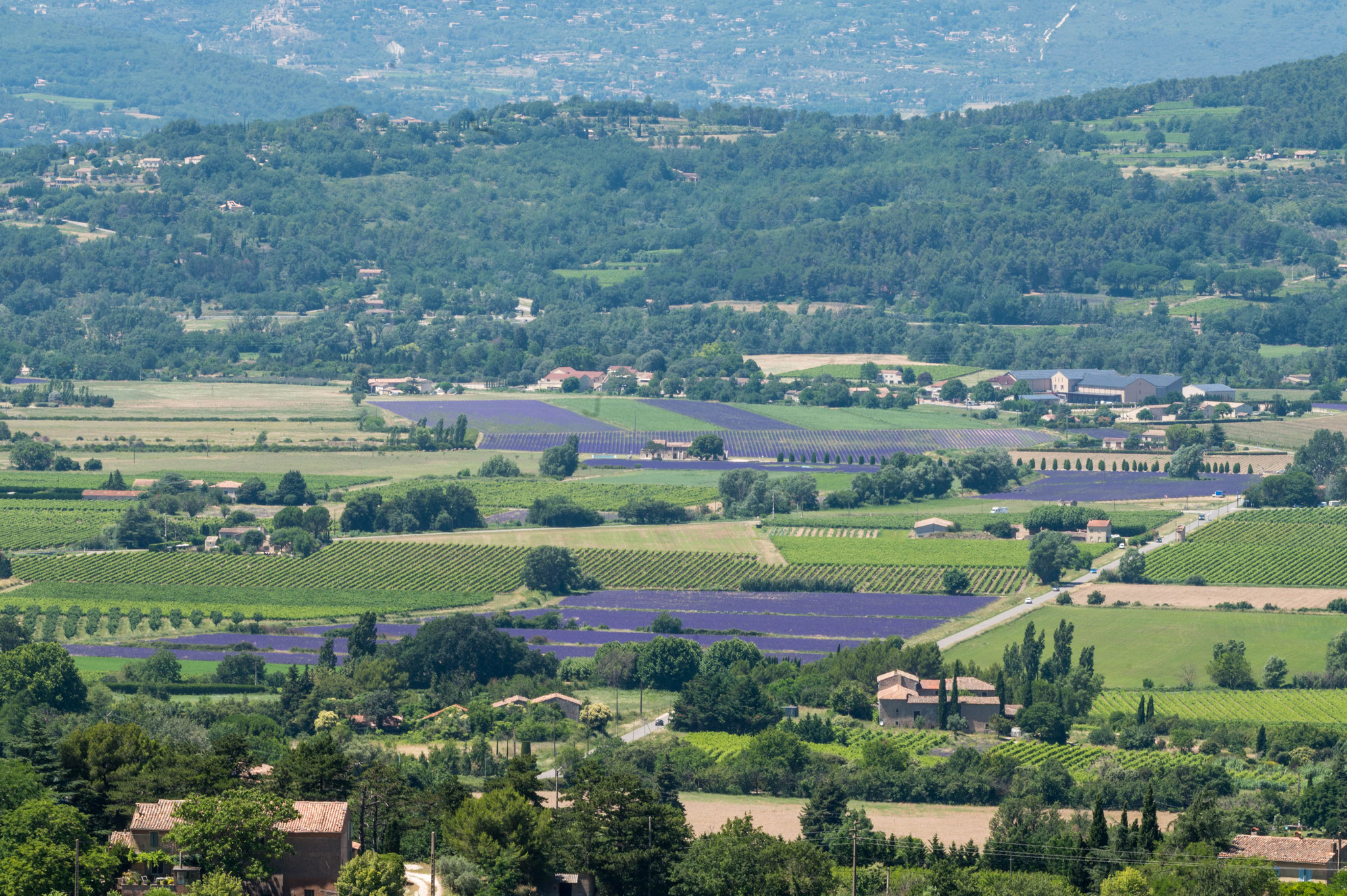 Lavendelfelder