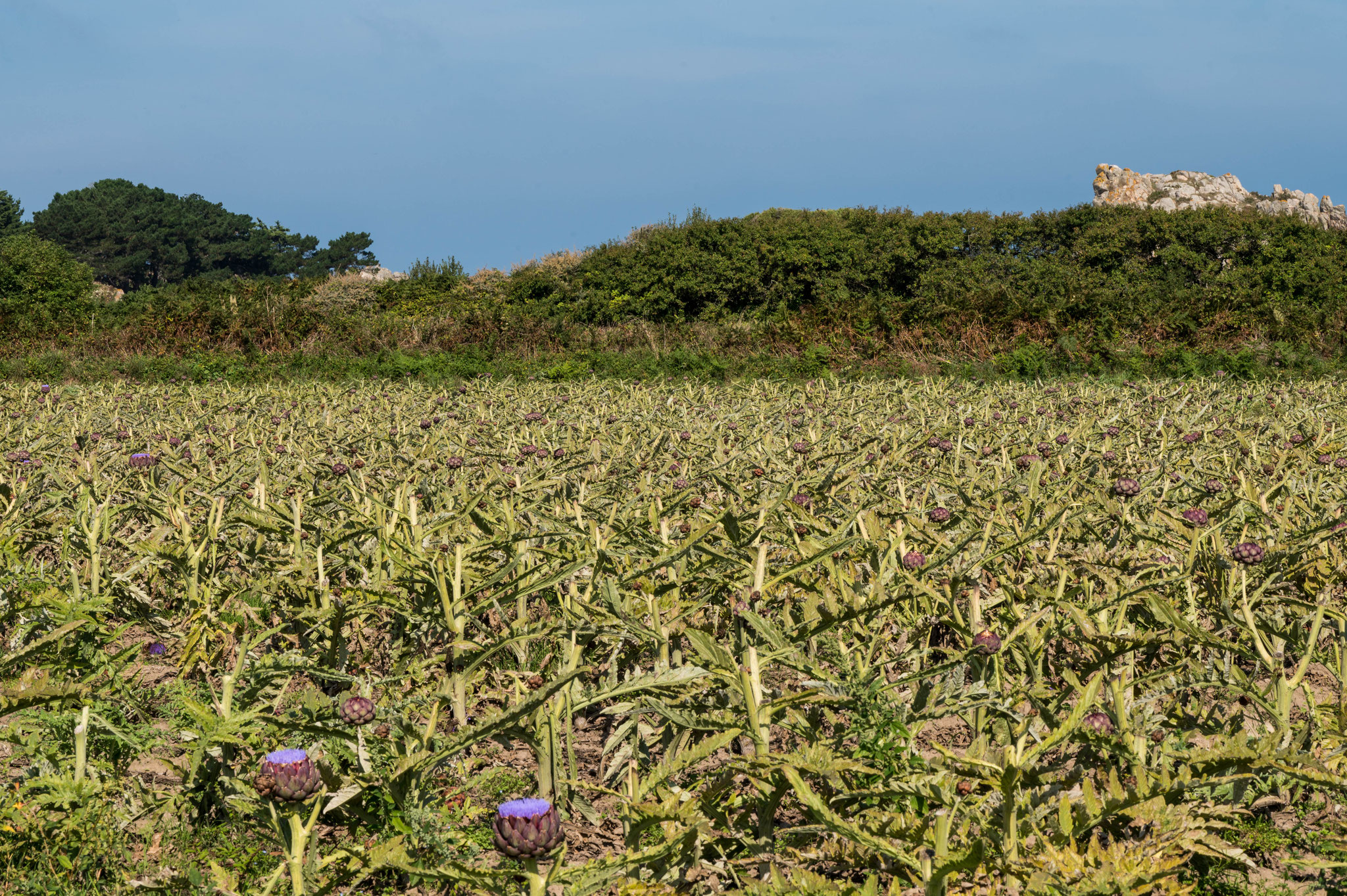 Feld mit Artischoken