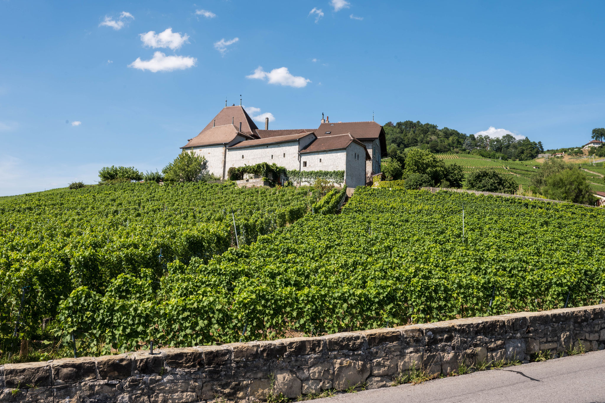 Weingut