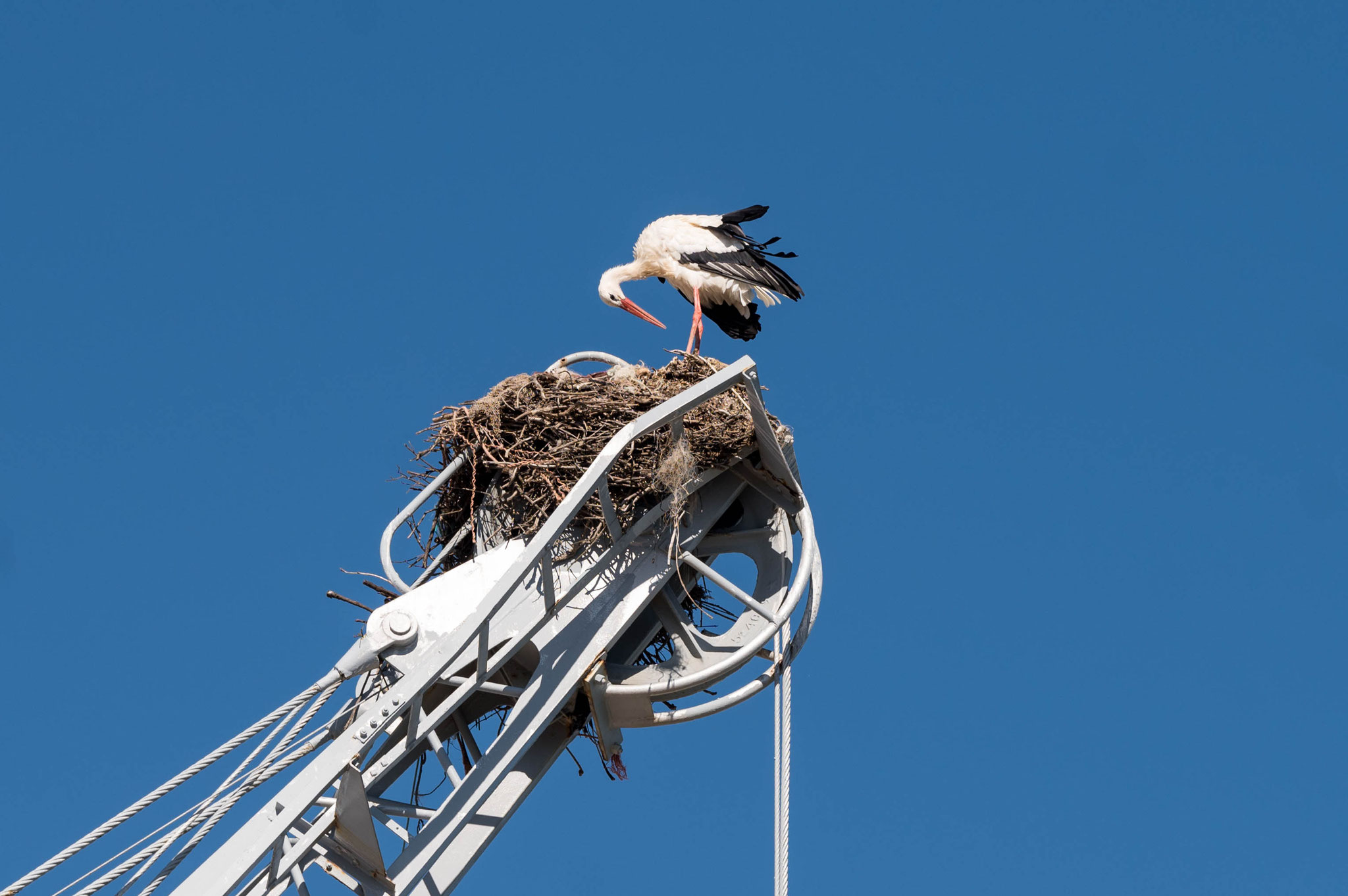 Storch im Hafen von Portimao
