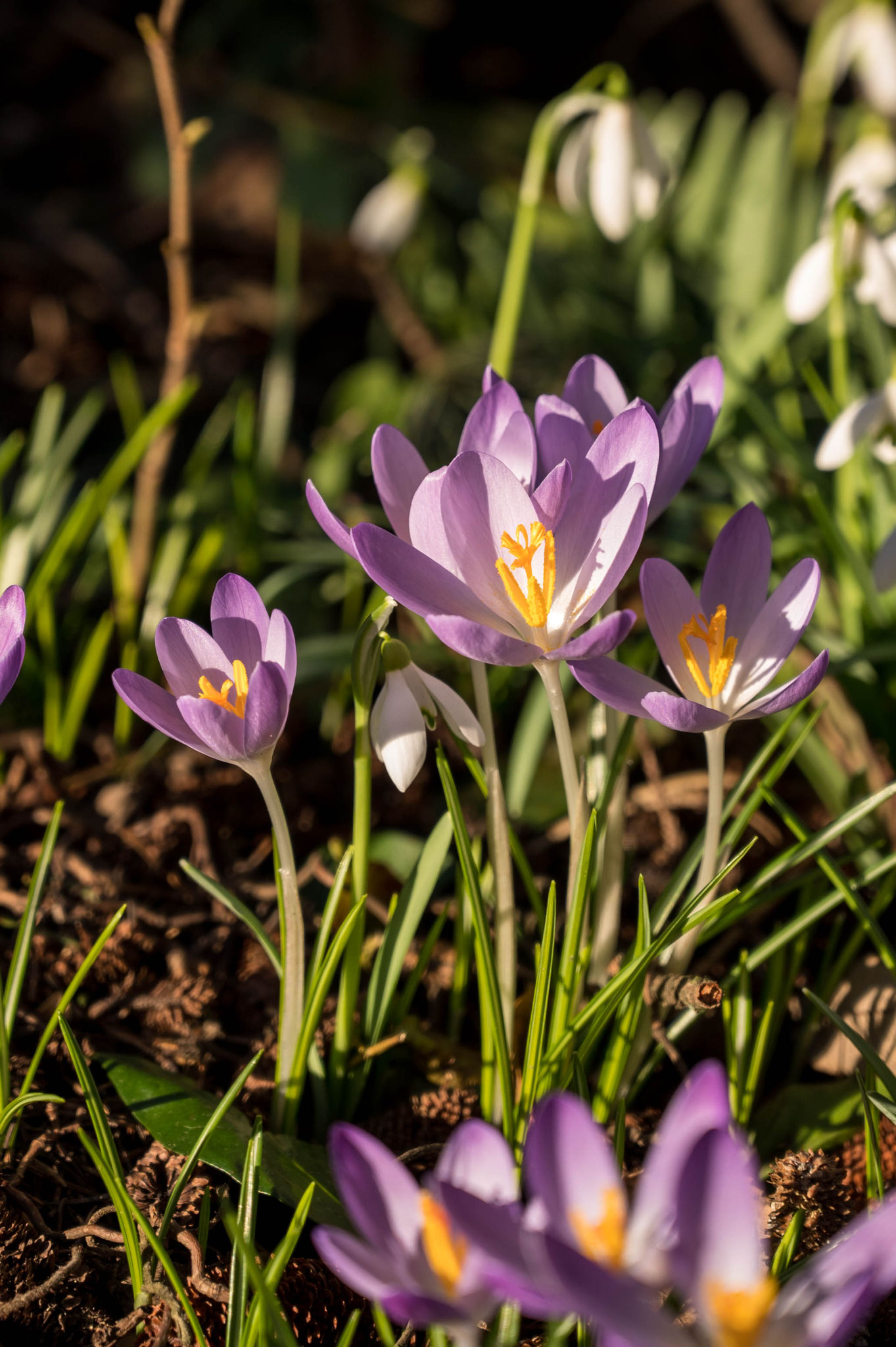 Frühlingsboten