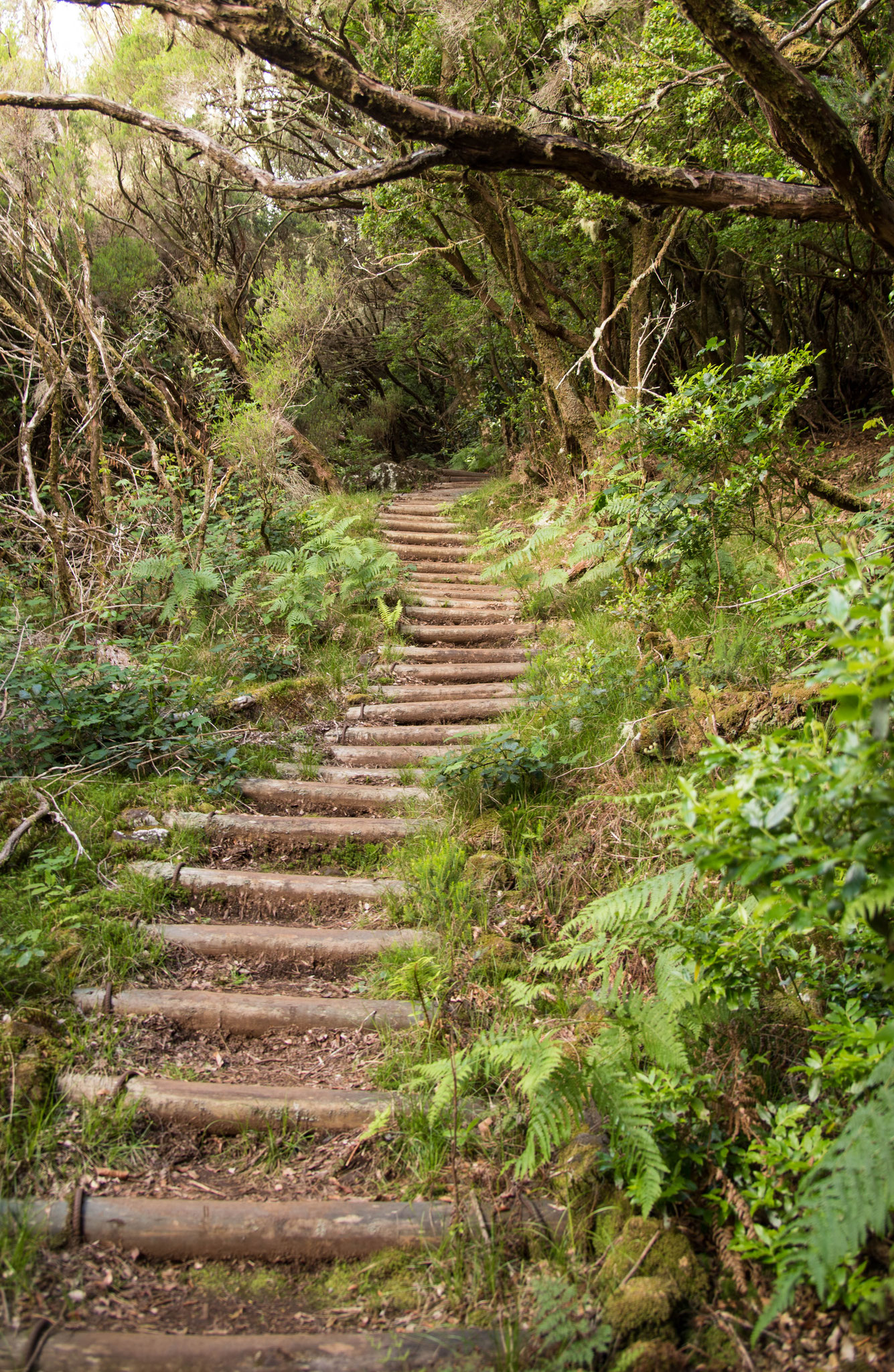 wandern im Nebelwald