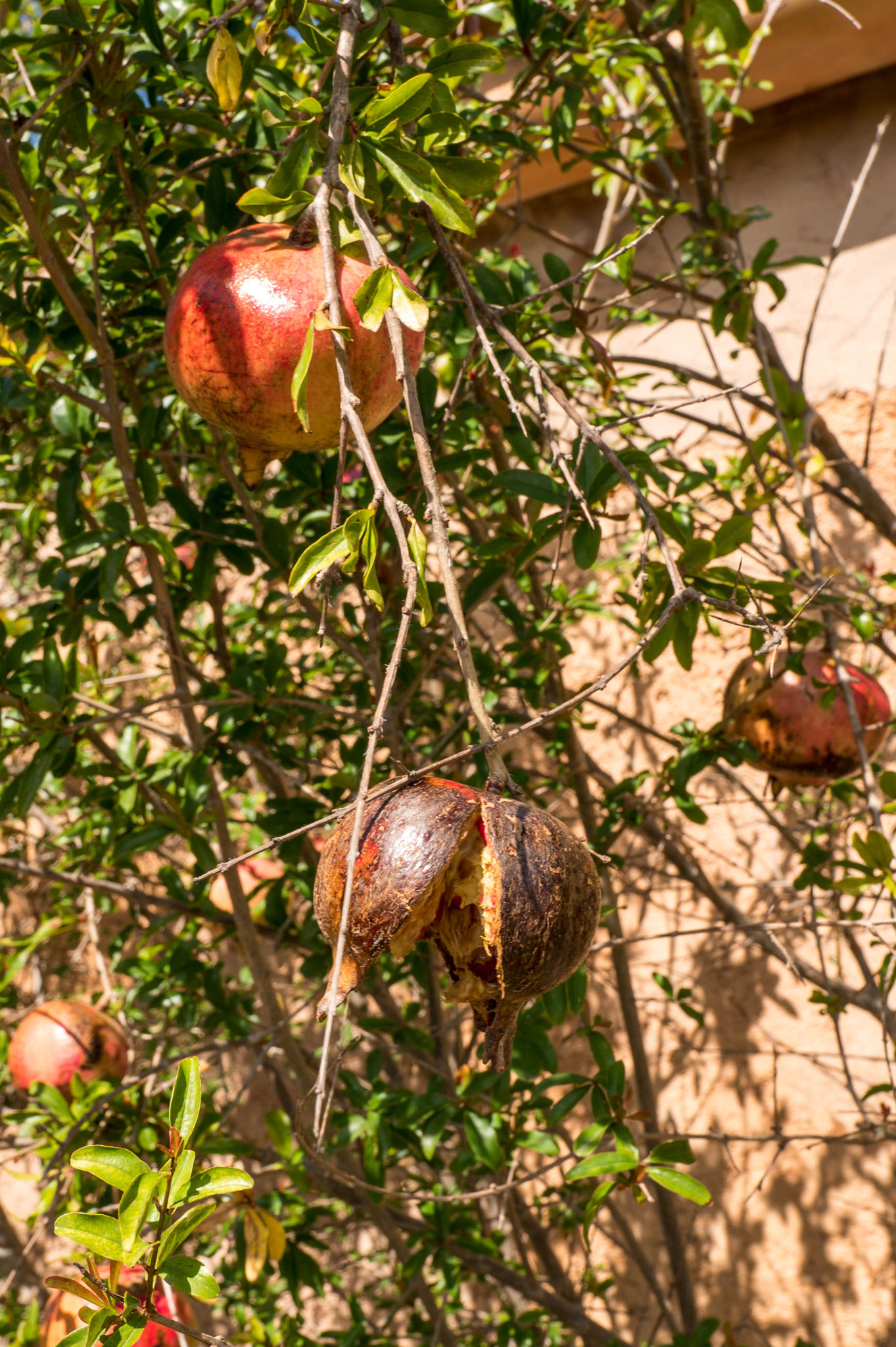 Granatäpfel