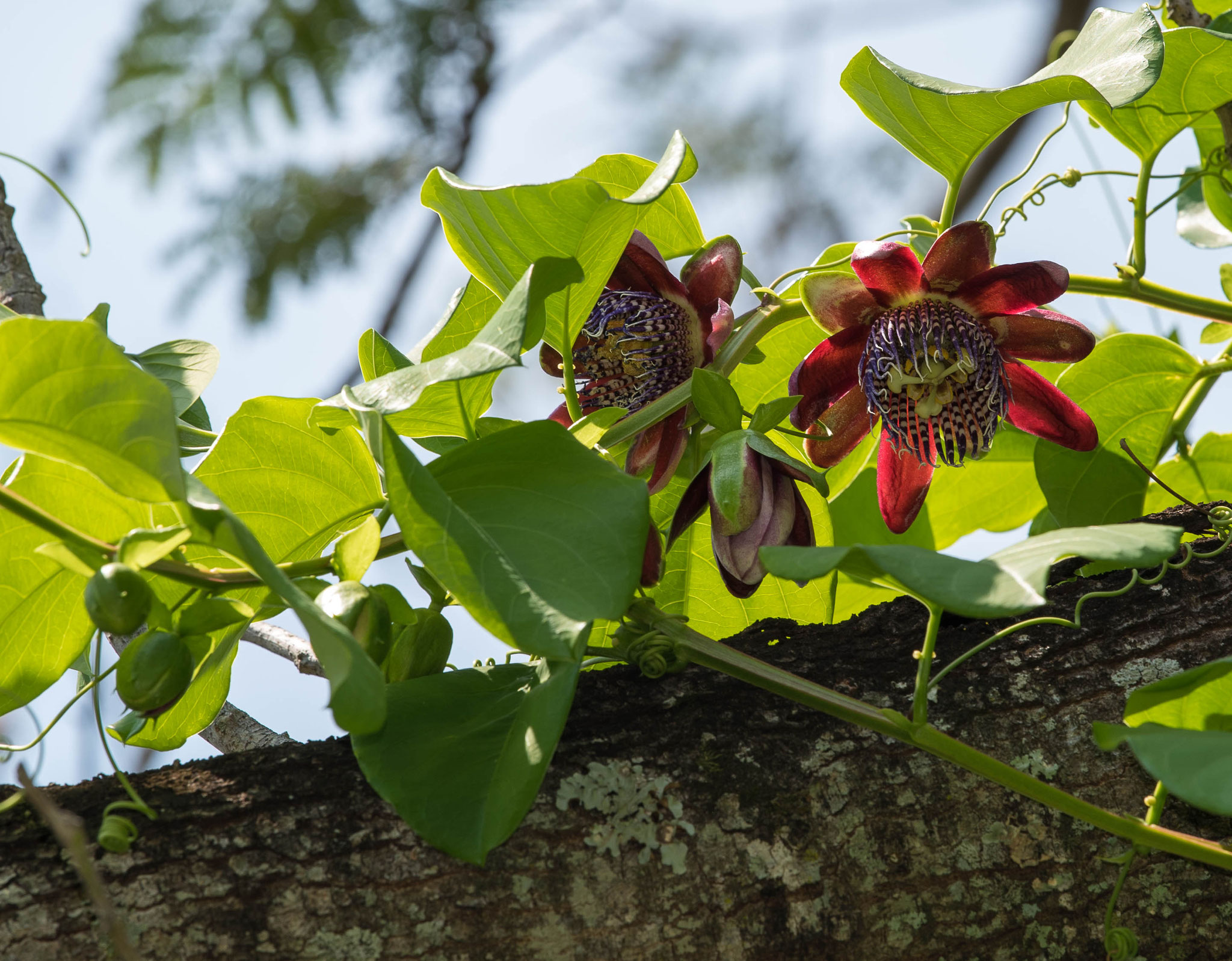 Maracujablüte in Paraguay
