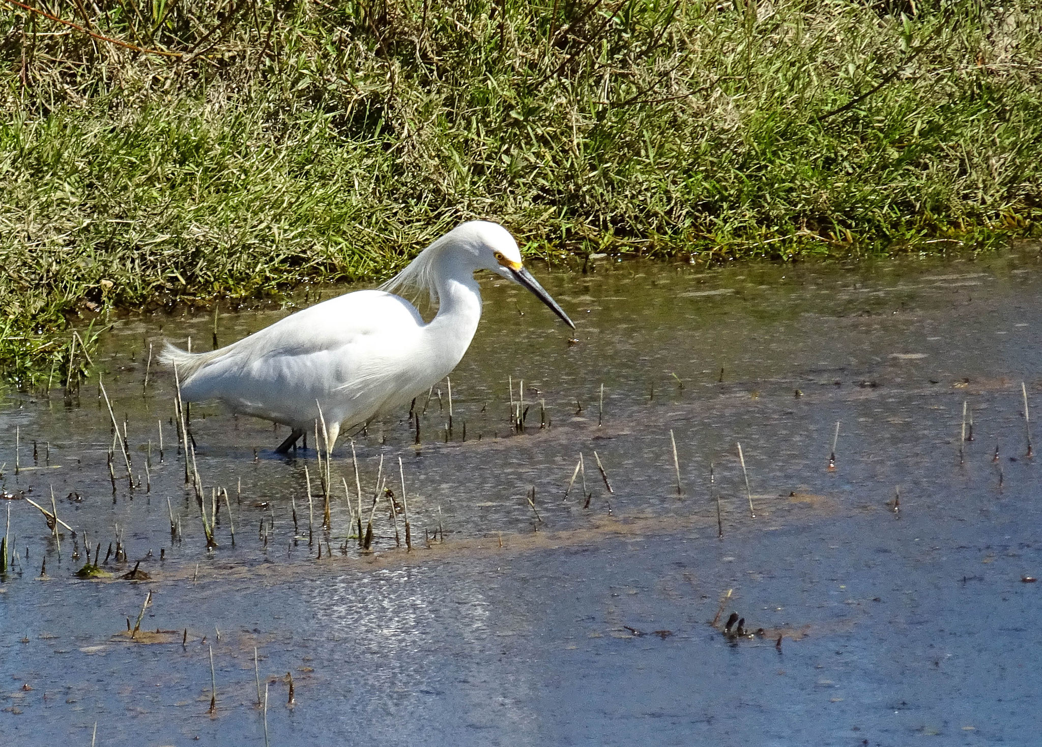 Seidenreiher