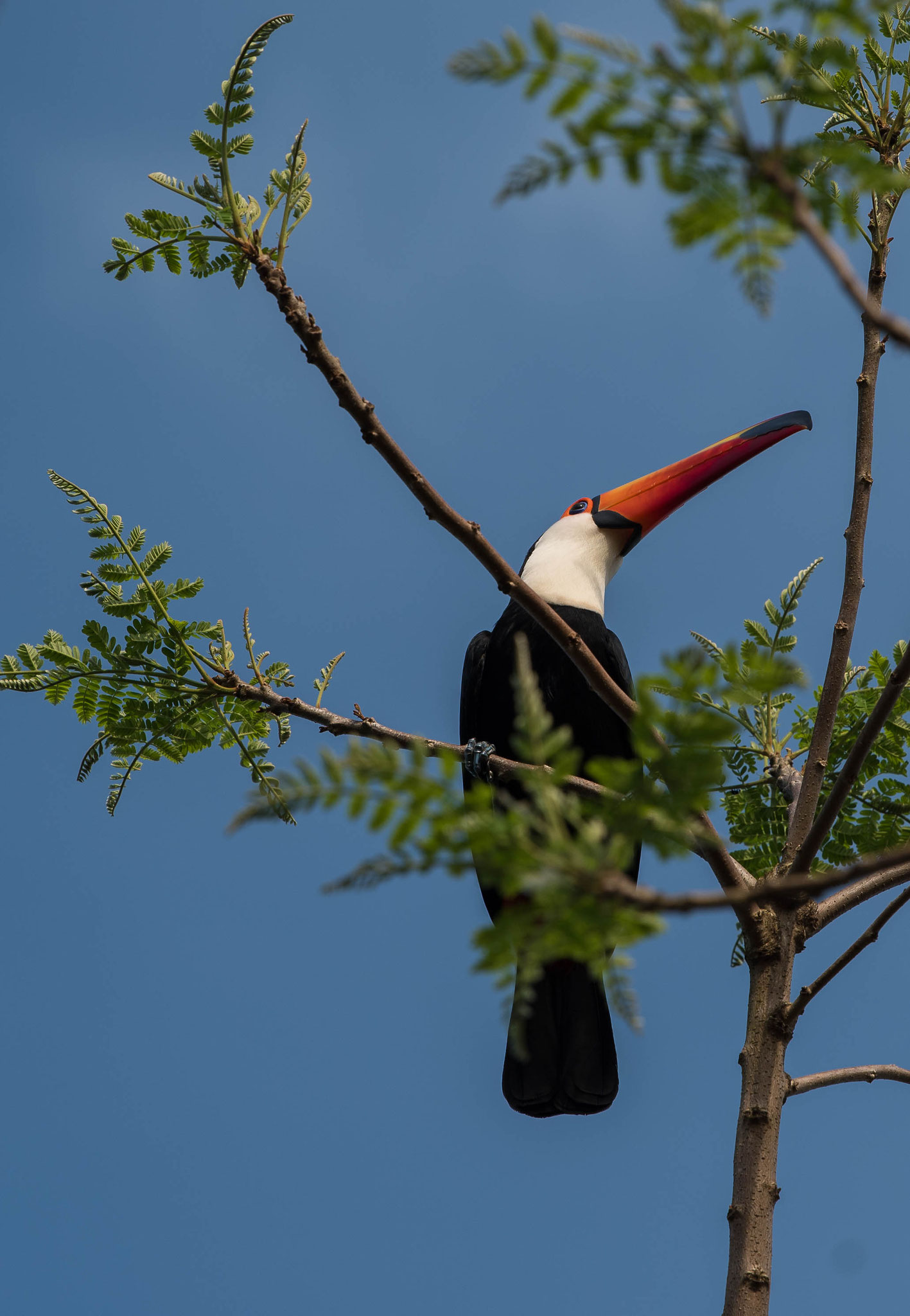 Tukan in Foz de Iguazú, Brasilien