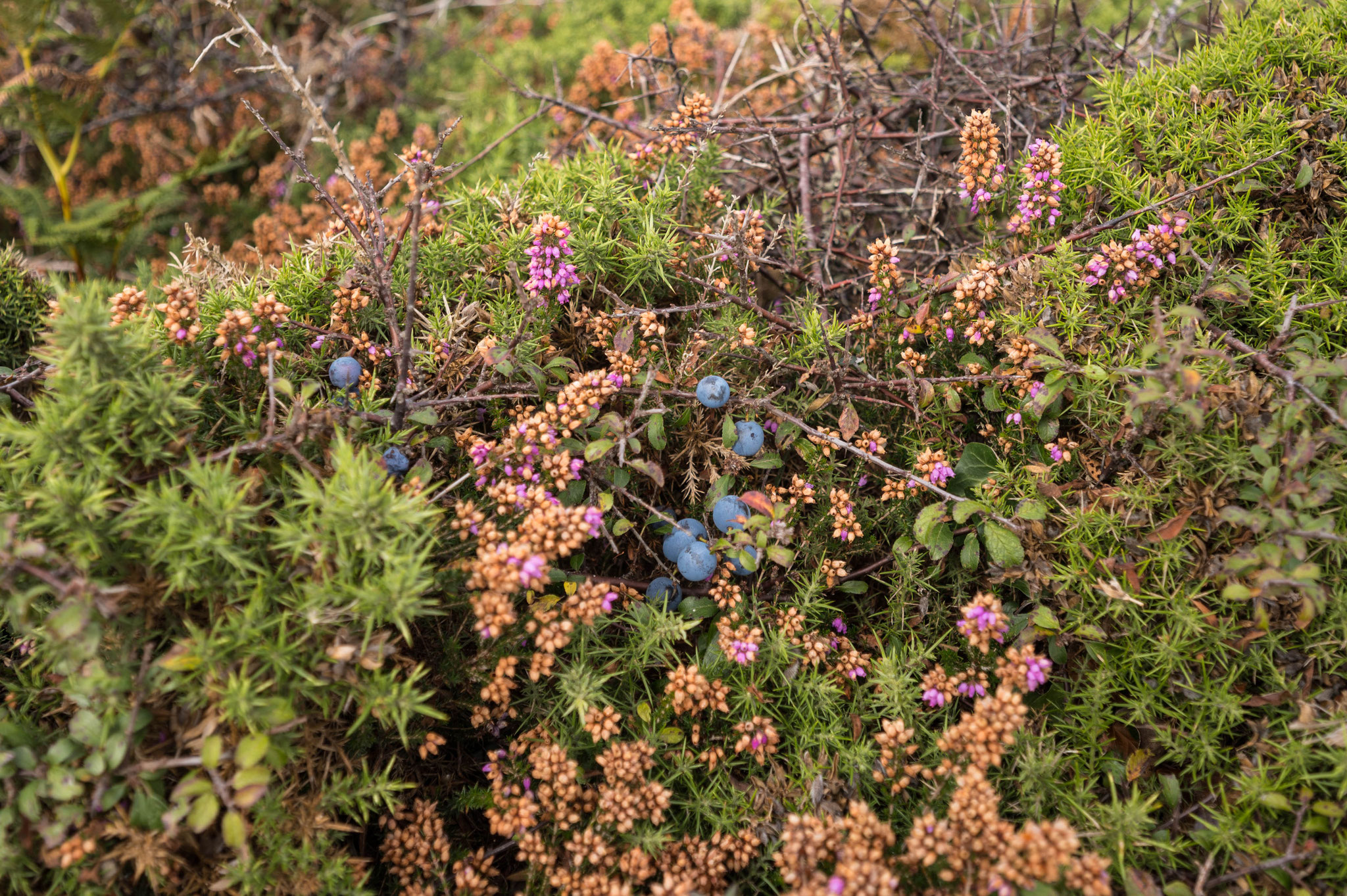 die Landzunge ist mit Heide bedeckt