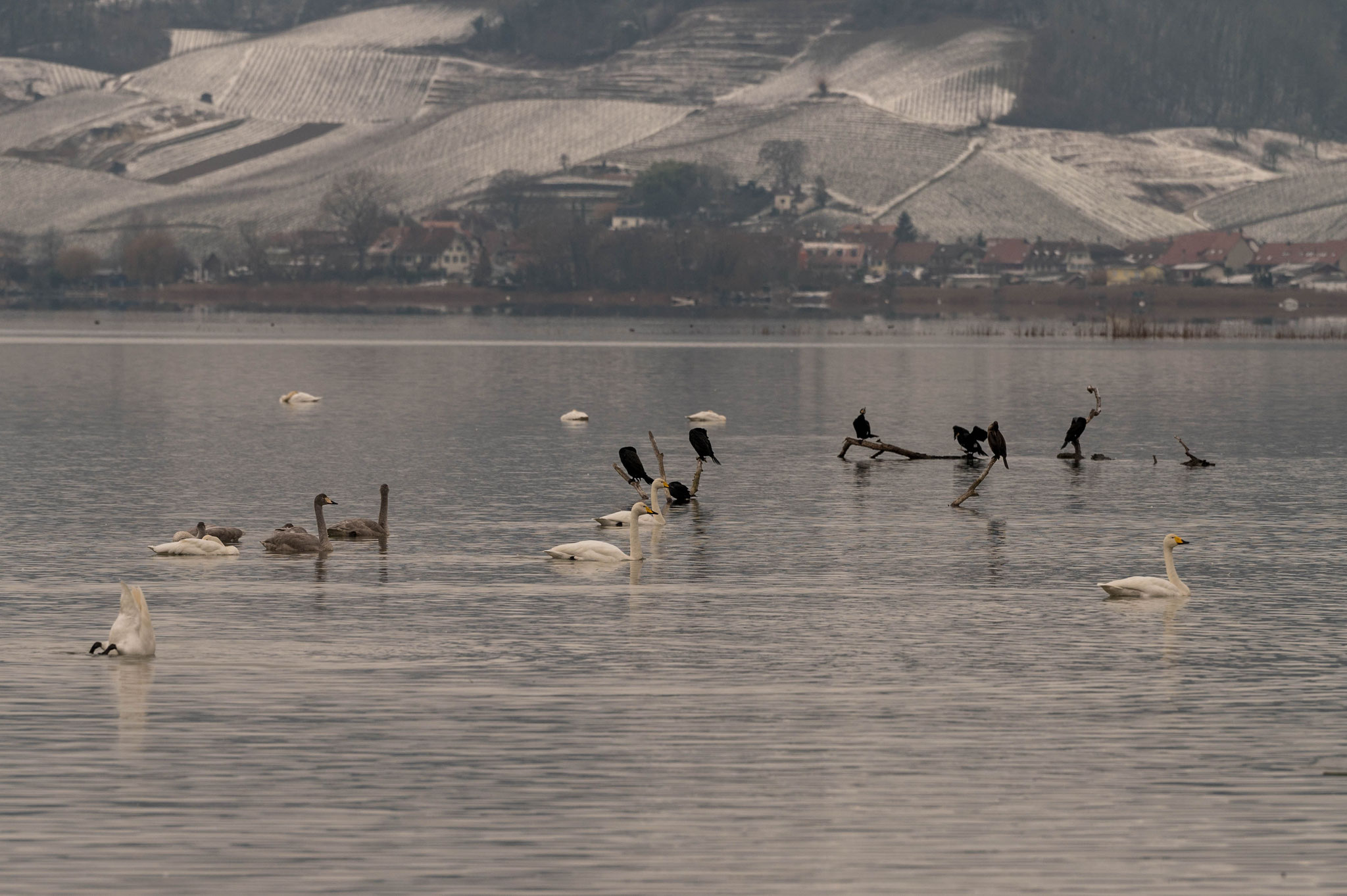 Wintergäste