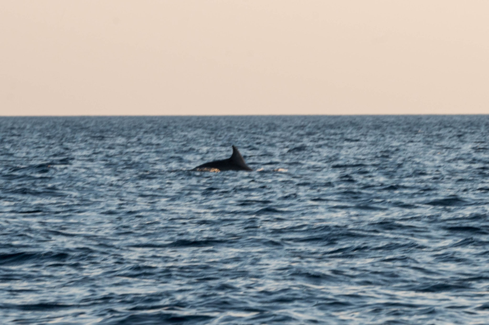 einzelner Delfin