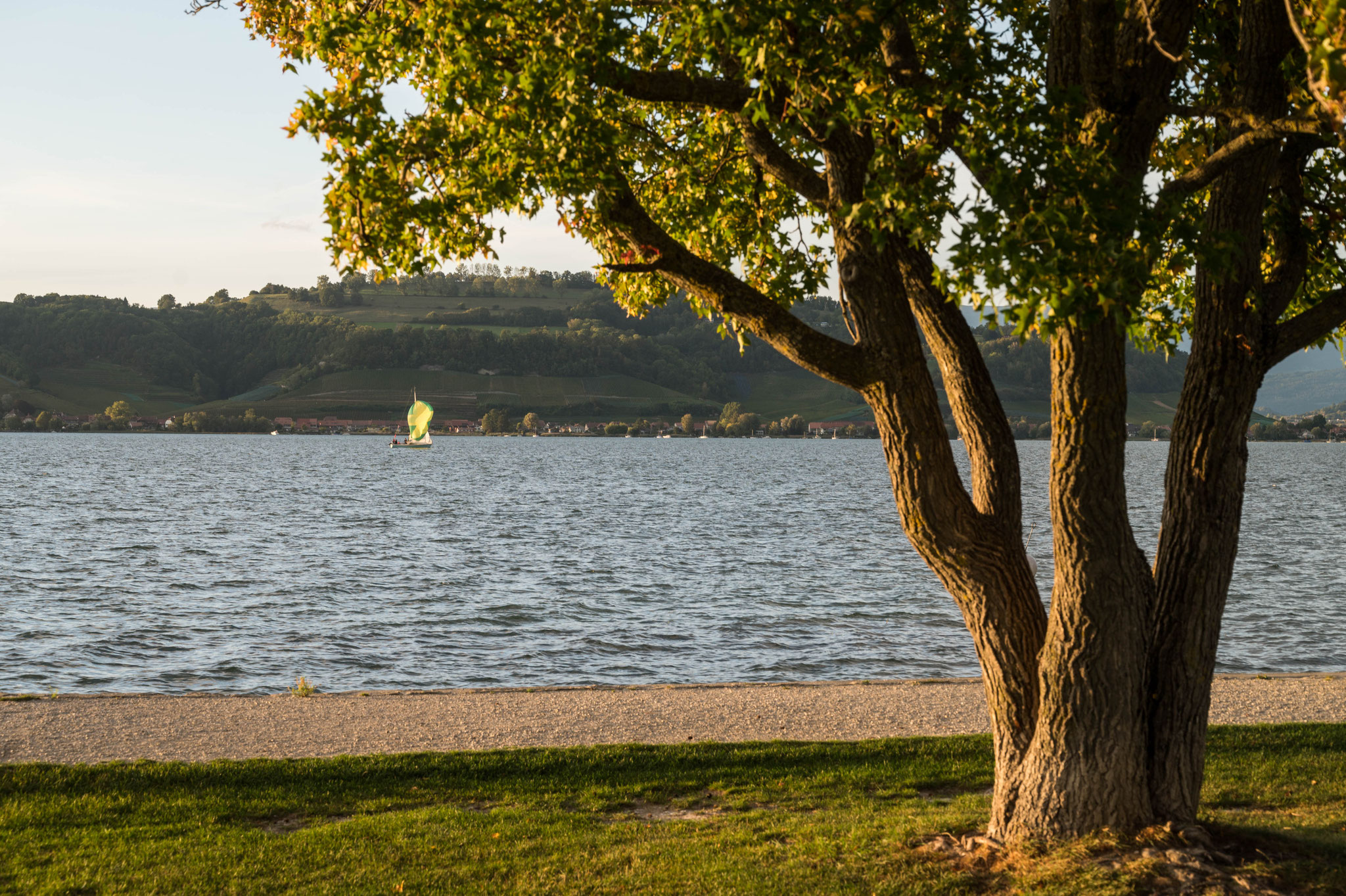 Seegelboot Murtensee