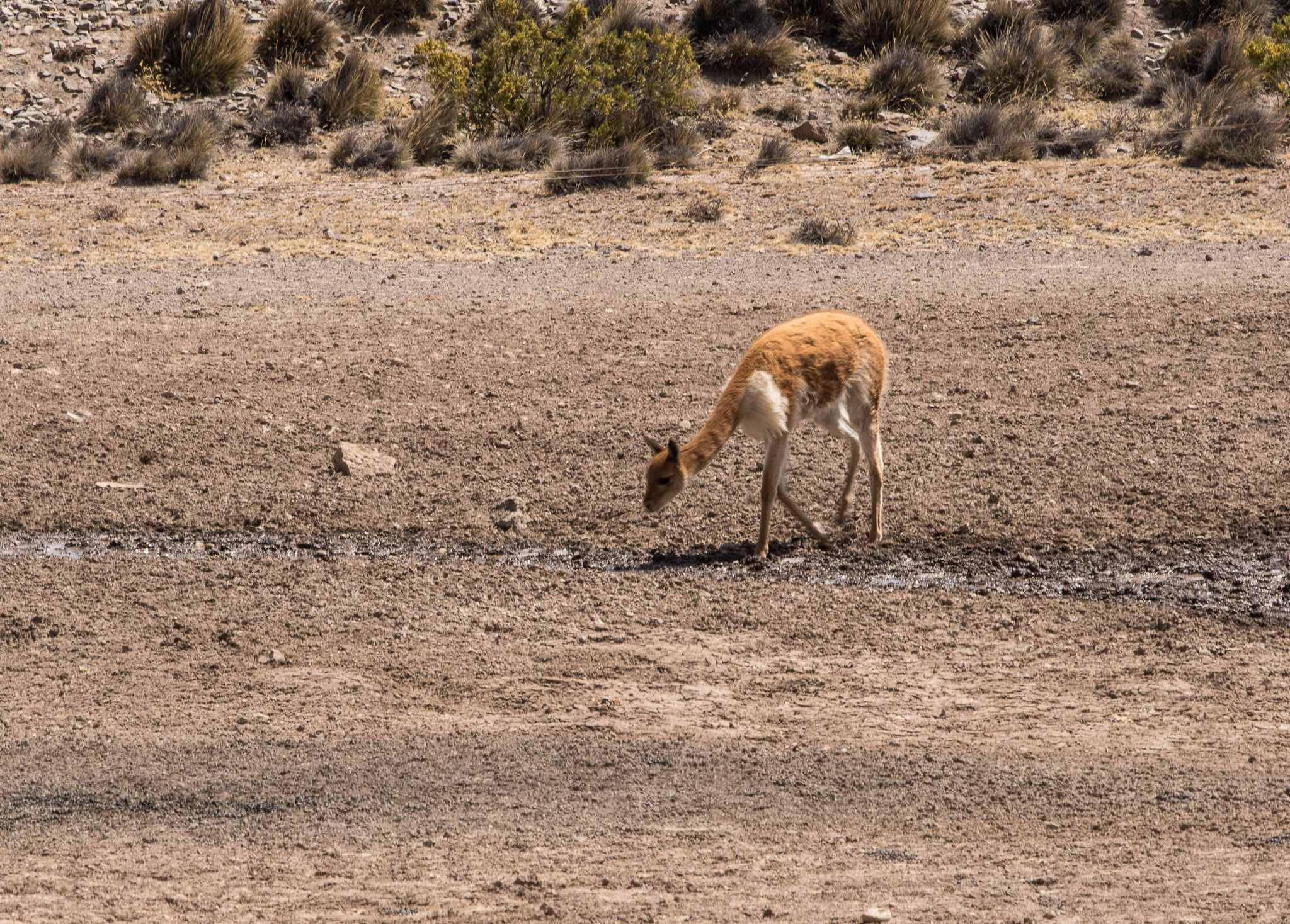 Vicuña