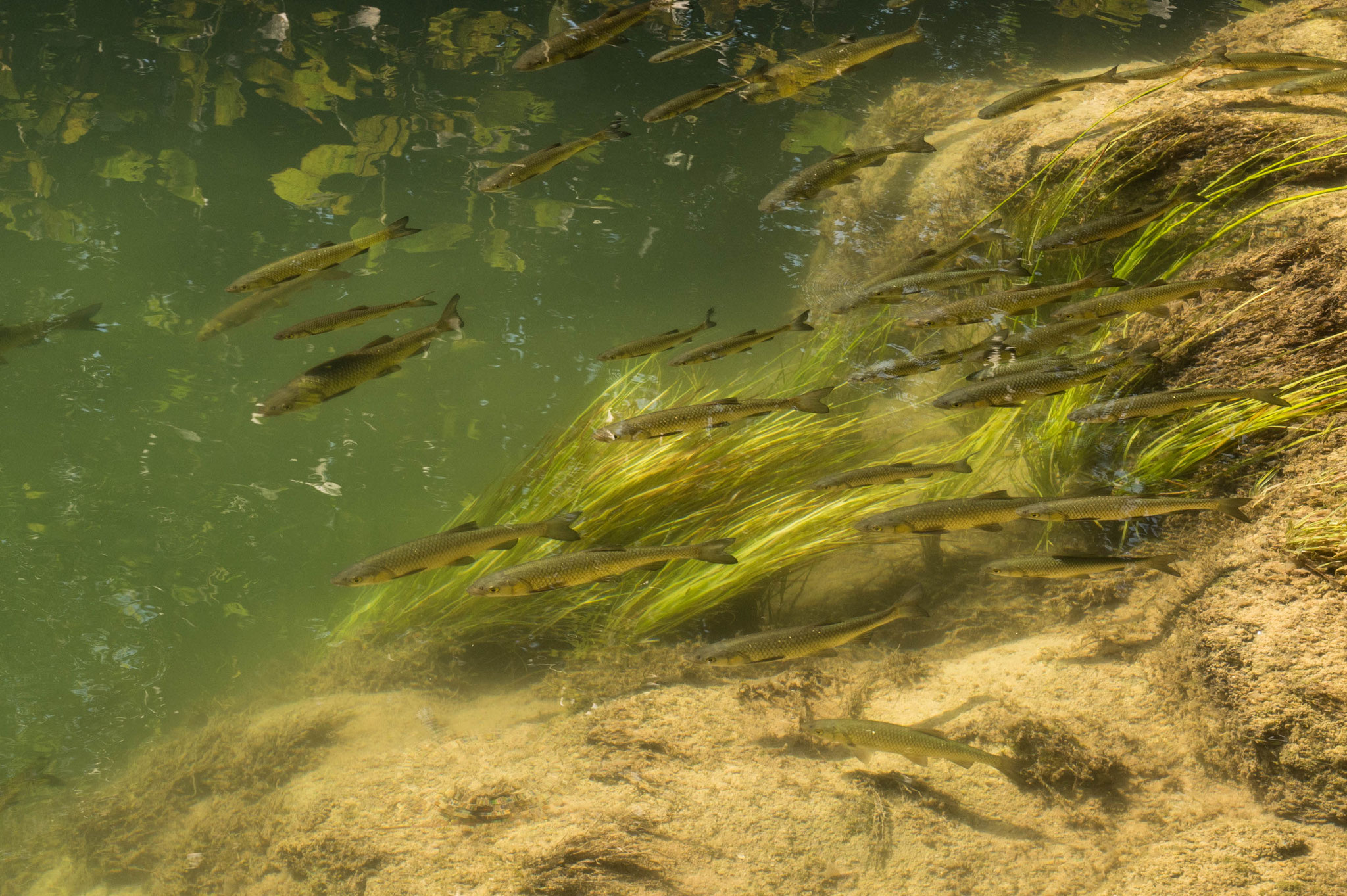 In den Teichen leben unzählige Fische