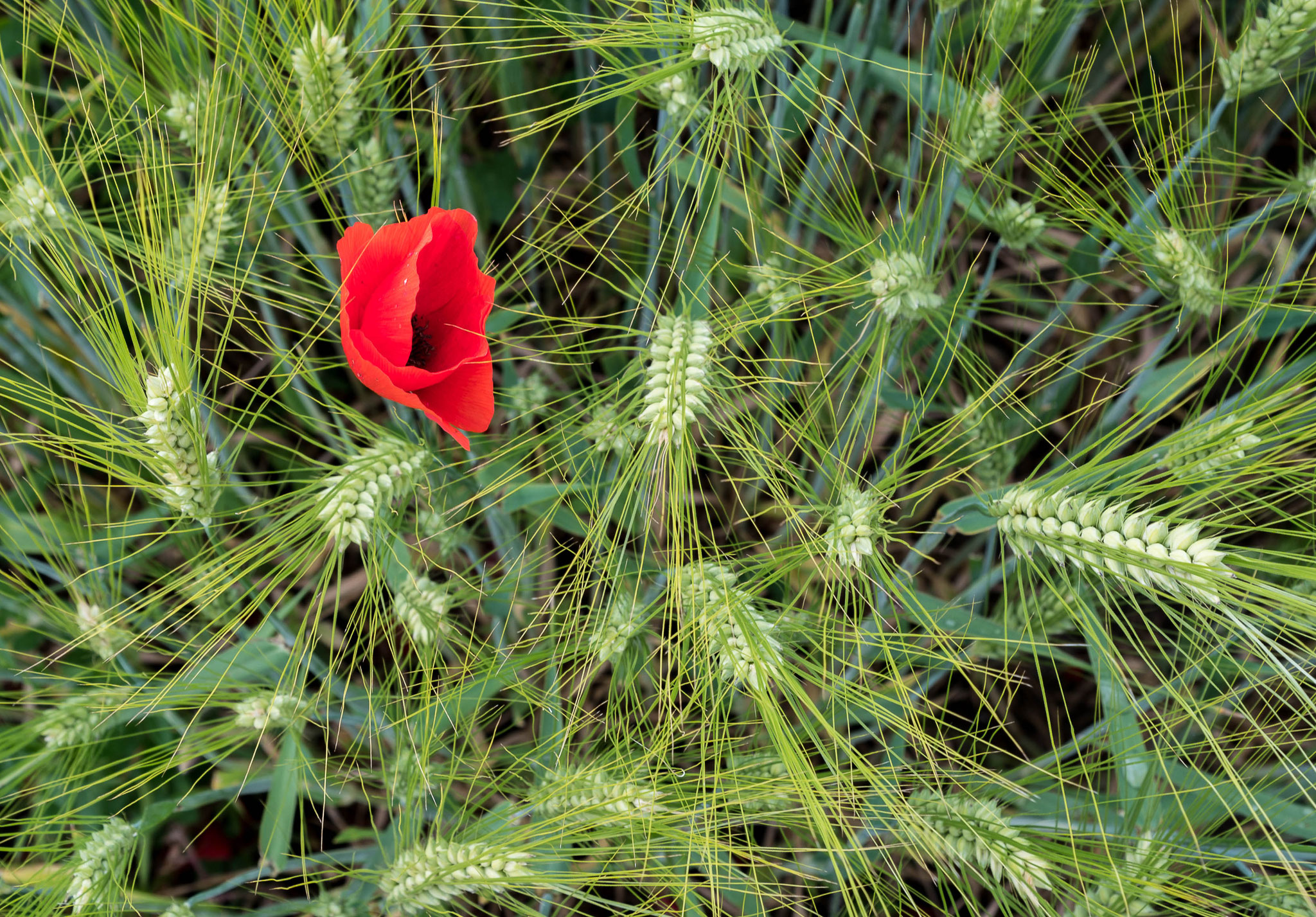 Mohn in Müntschemier