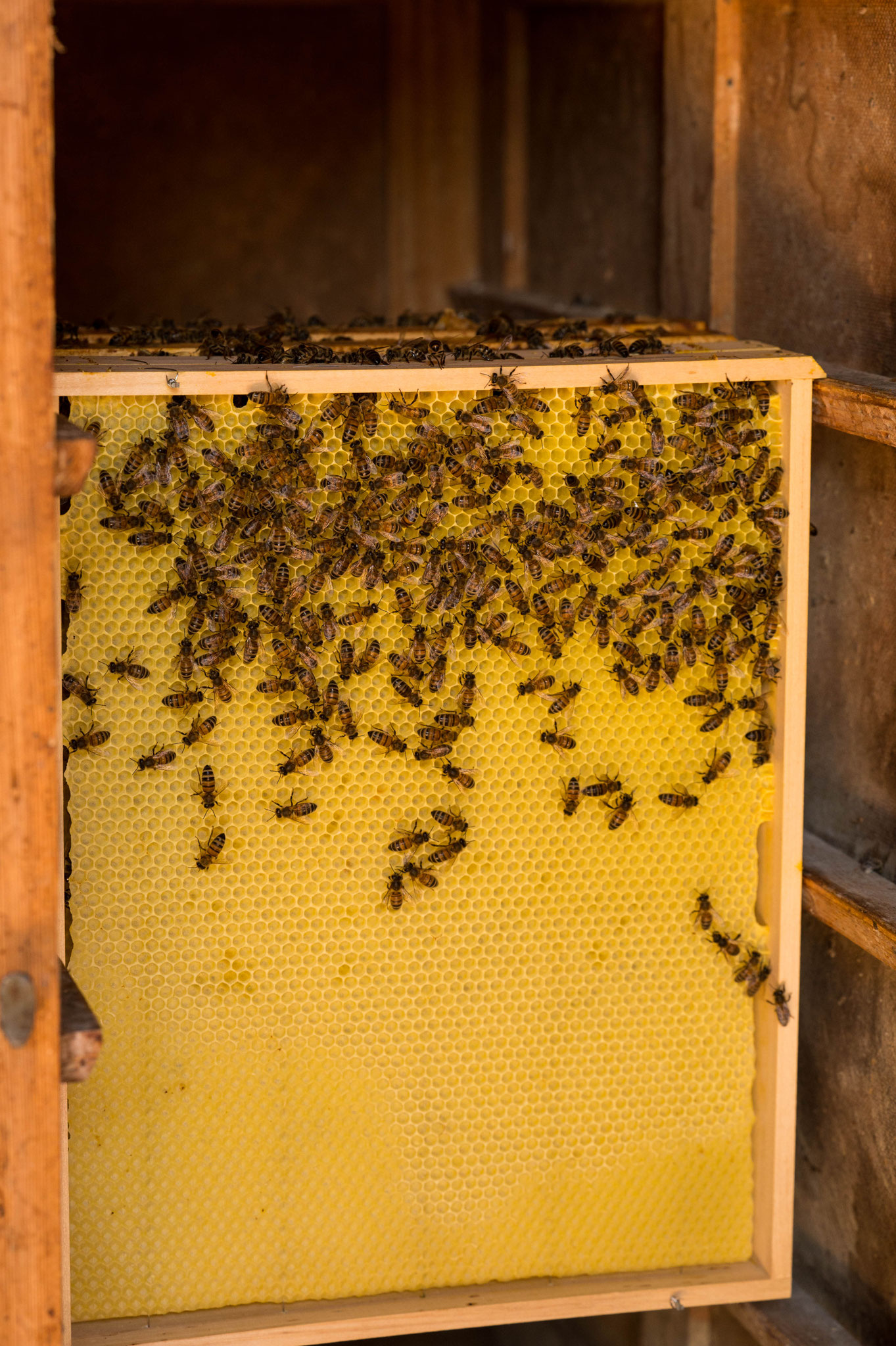 aus der dünnen Wachplatte ziehen die Bienen eine Brutwabe