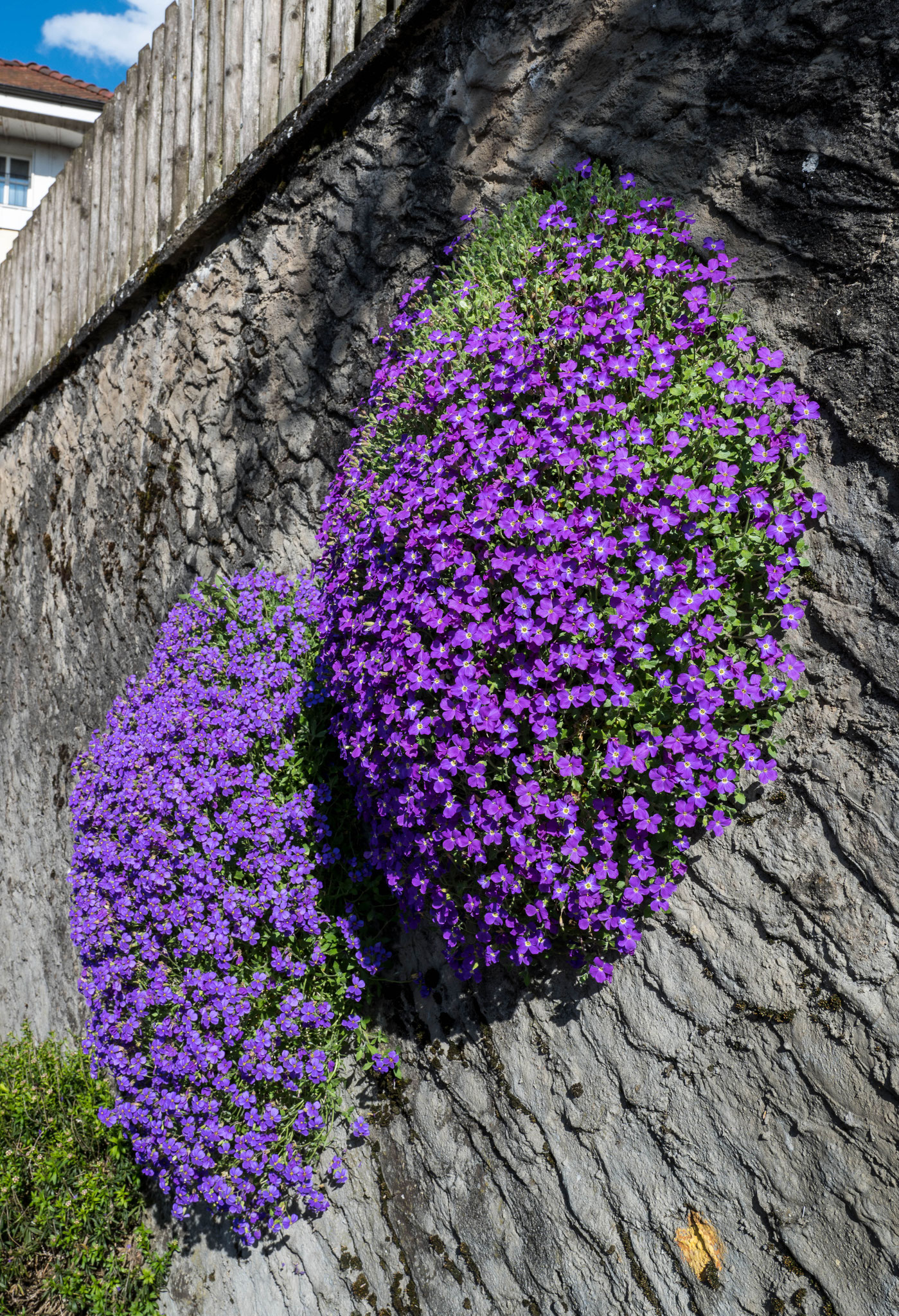 Blaukissen an einer Mauer