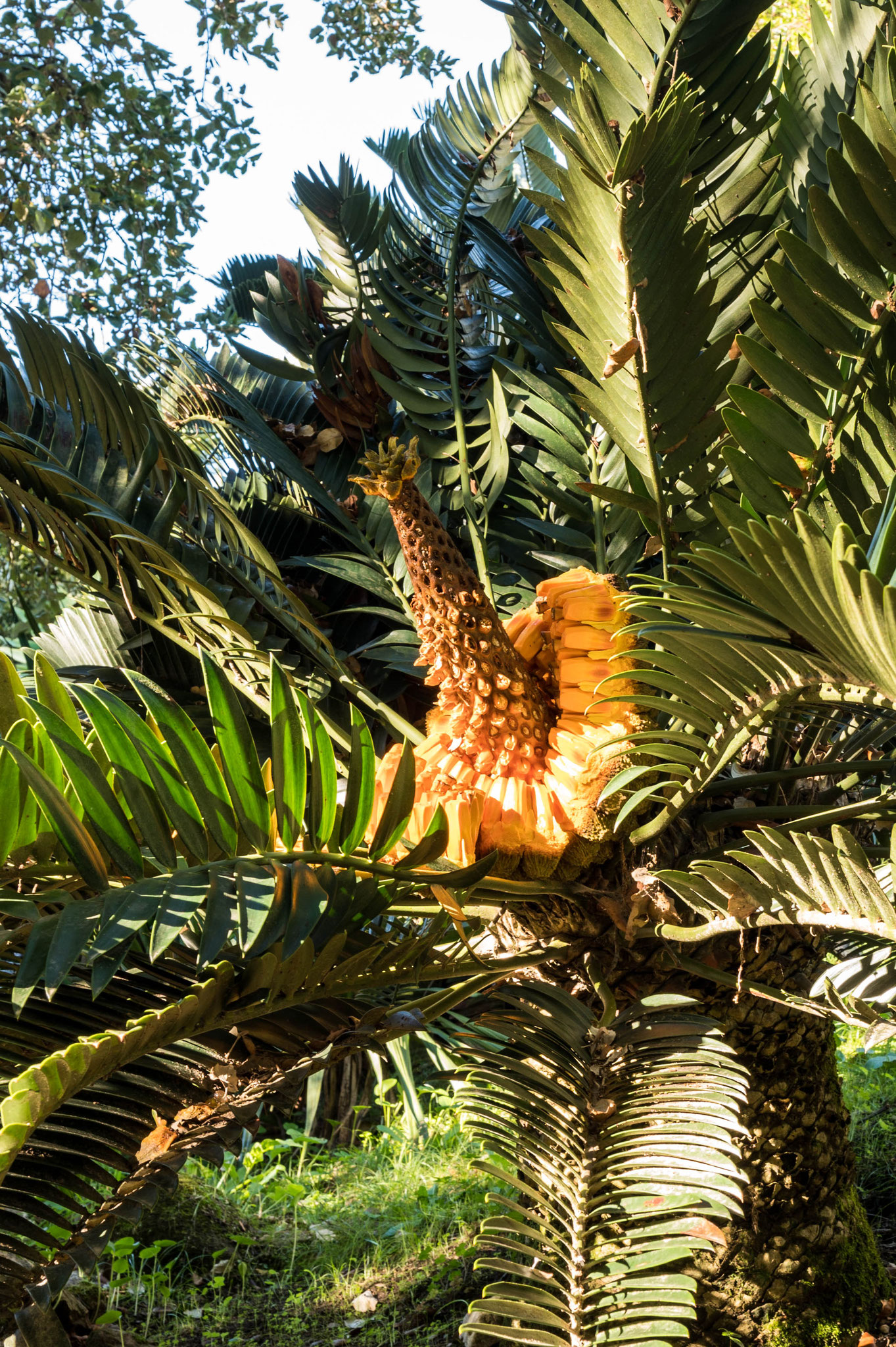 Park von Monserrate