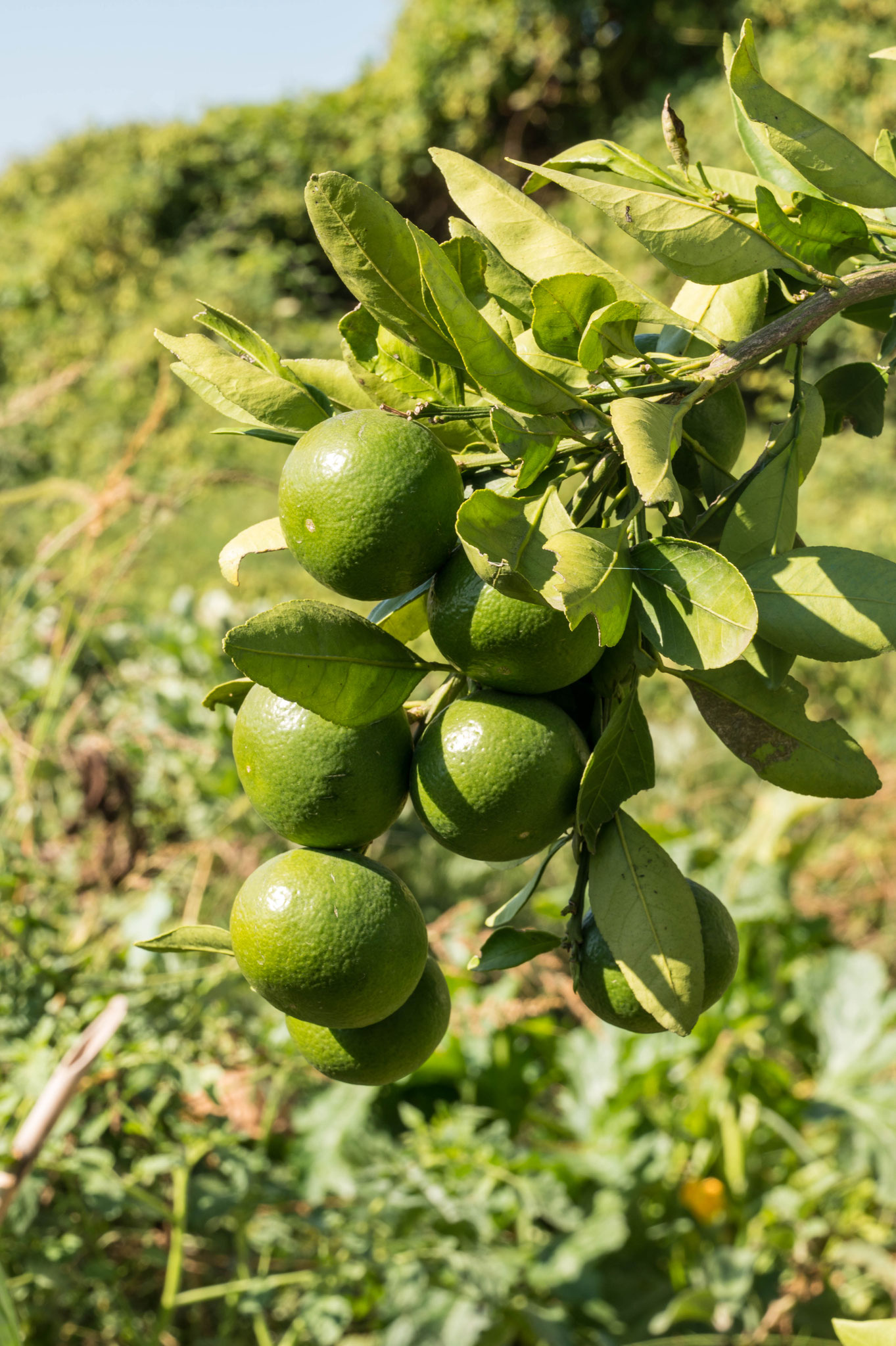Mandarinen in Opuzen