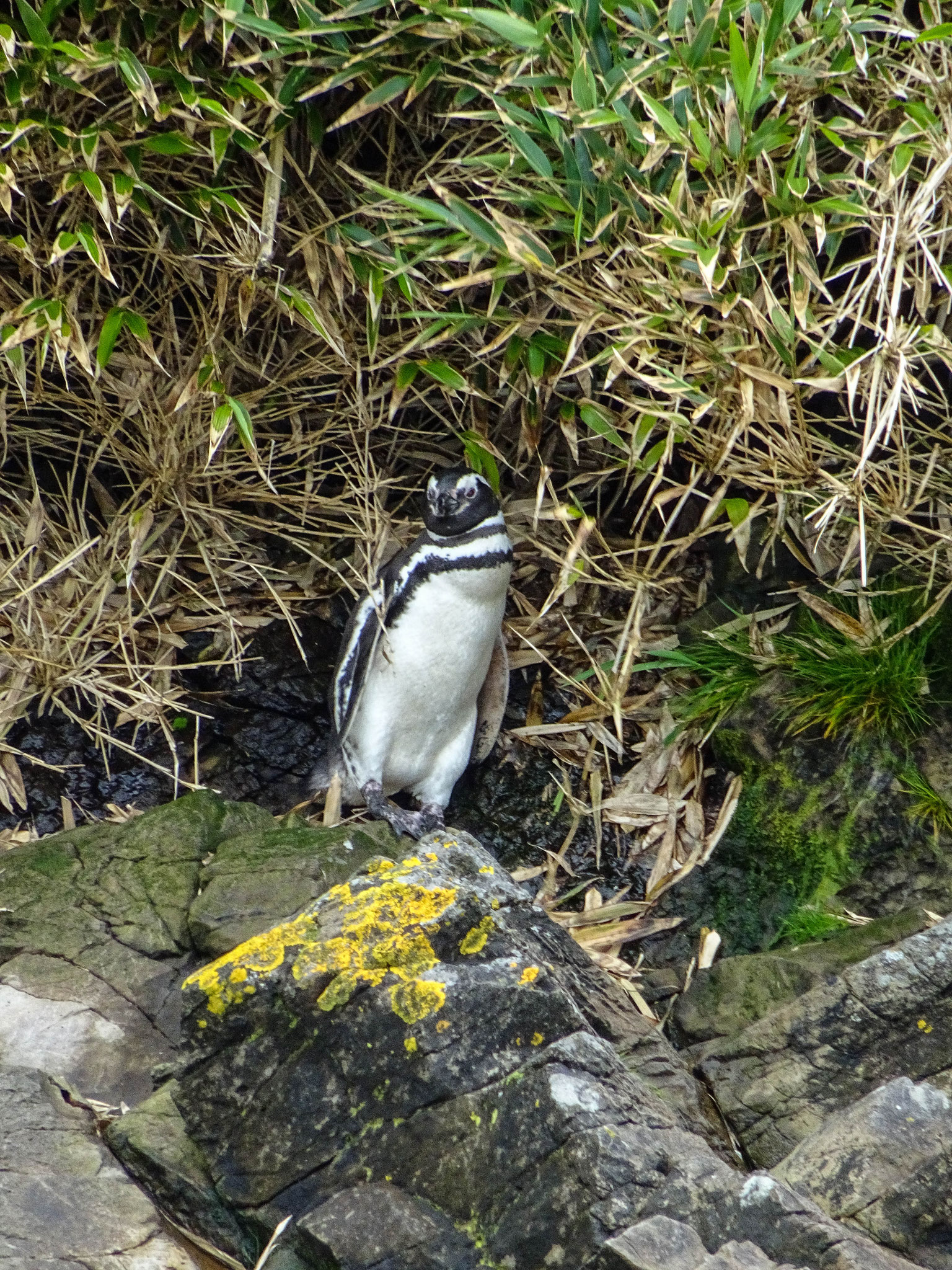 Magellanpinguin