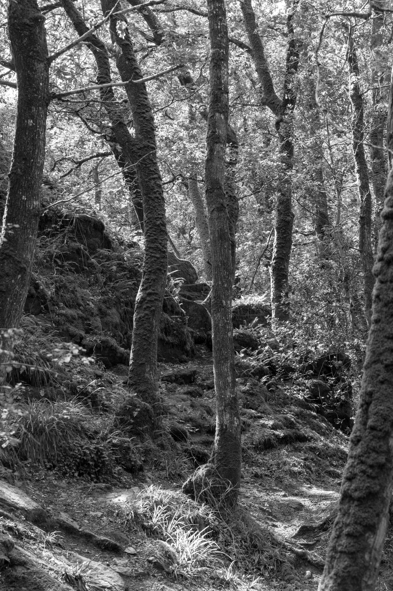La forêt de Brocéliande
