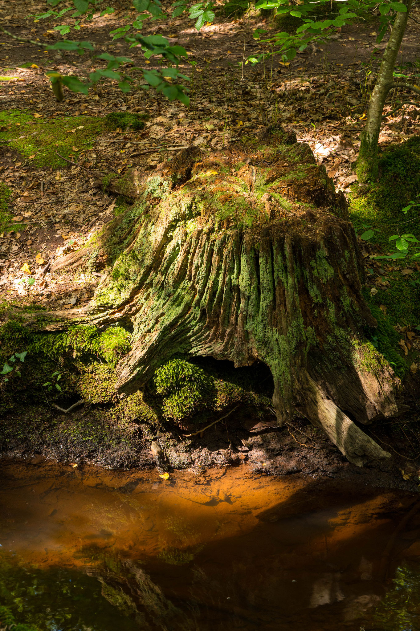 La forêt de Brocéliande