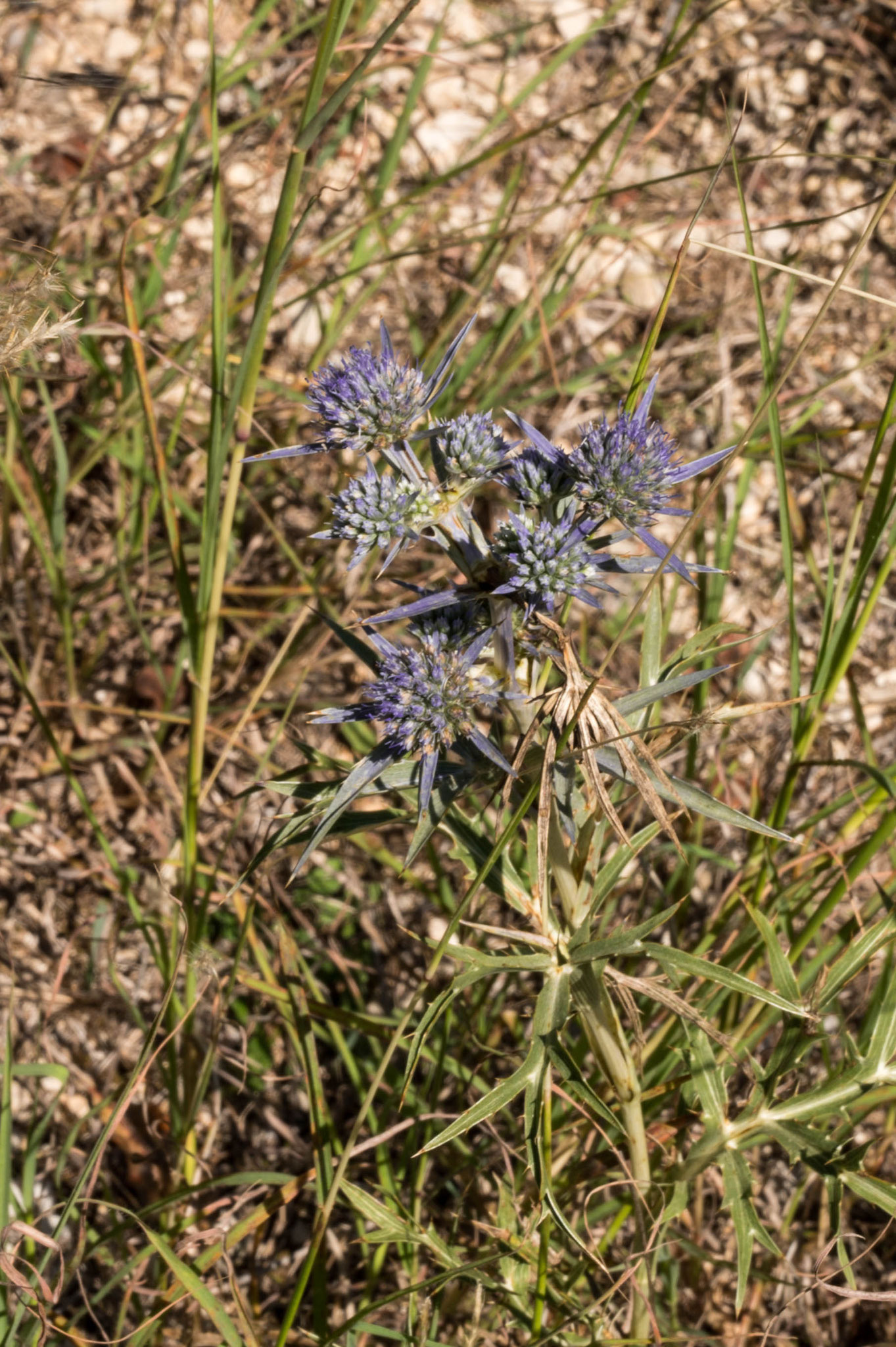 schöne Distel unterwegs