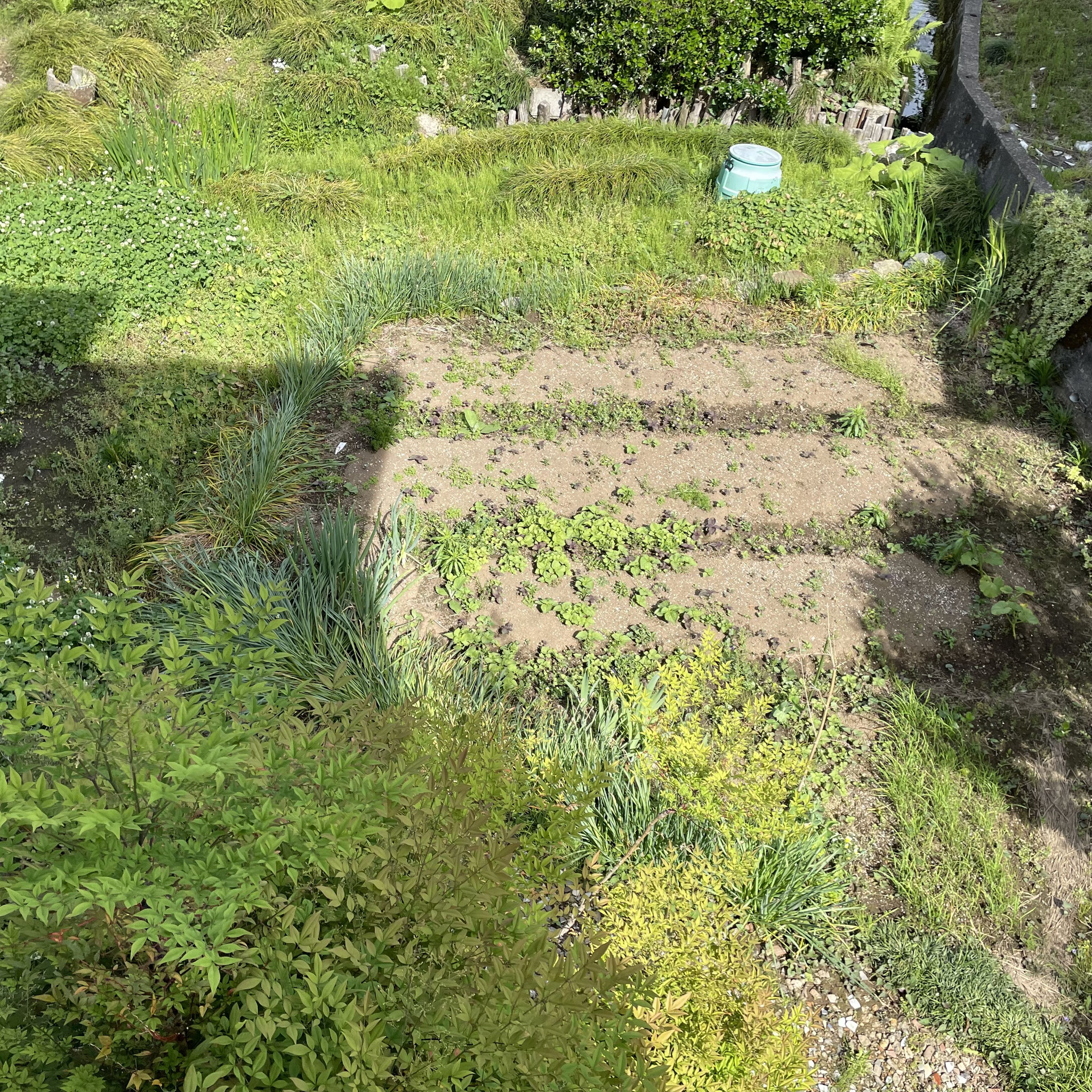 5月11日 まず草取りから
