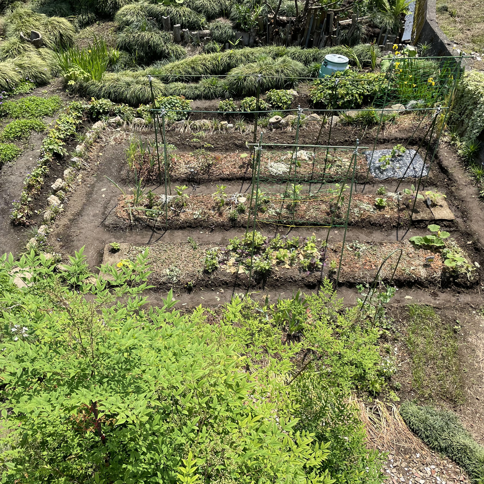 6月2日 だいたい植え付け済み
