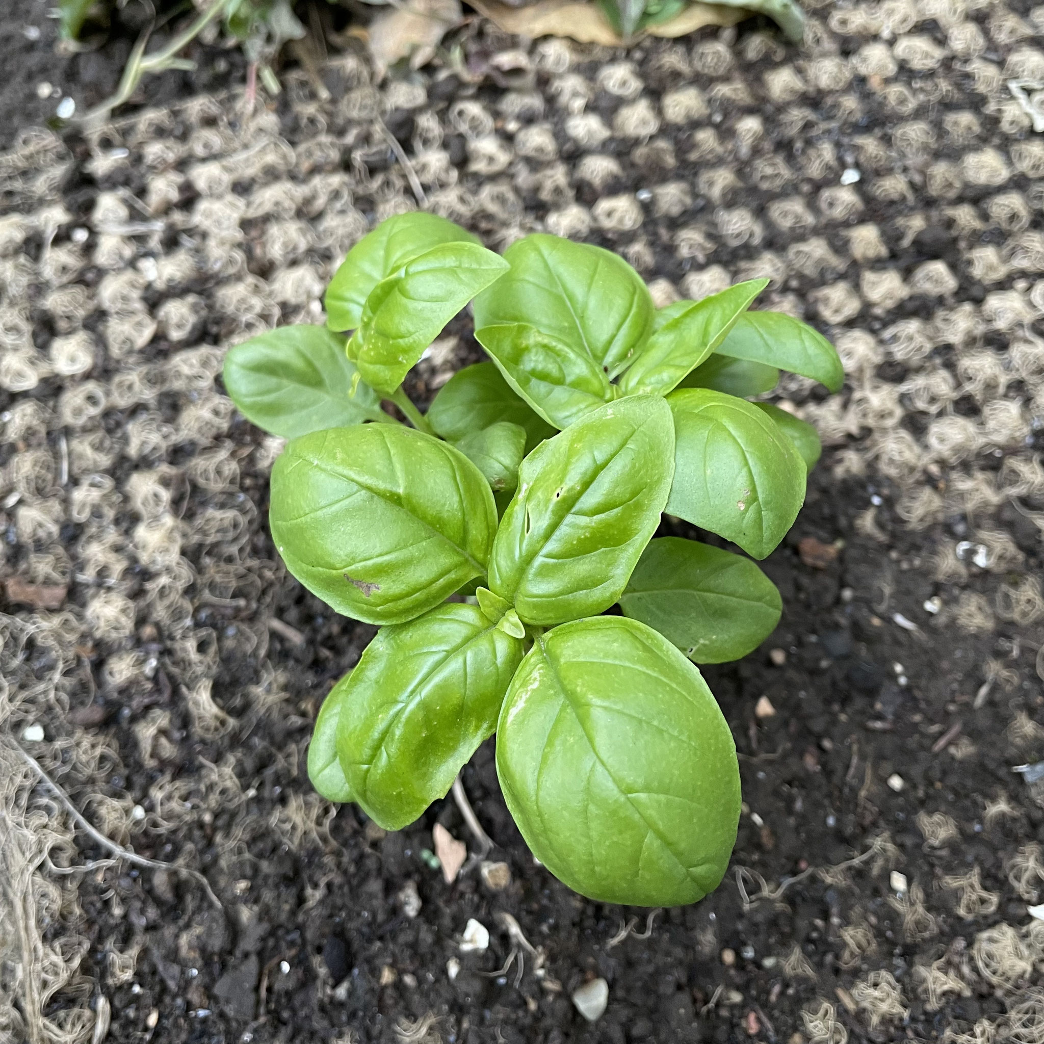 6月1日 バジル＊5月24日植え付け