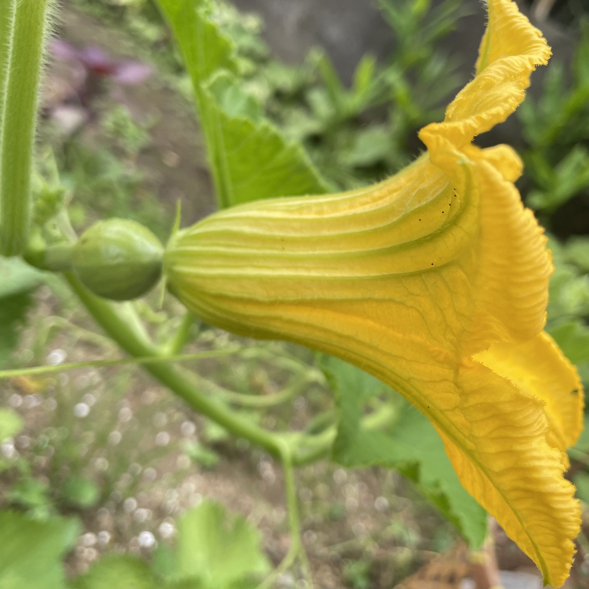 7月21日 カボチャ受粉