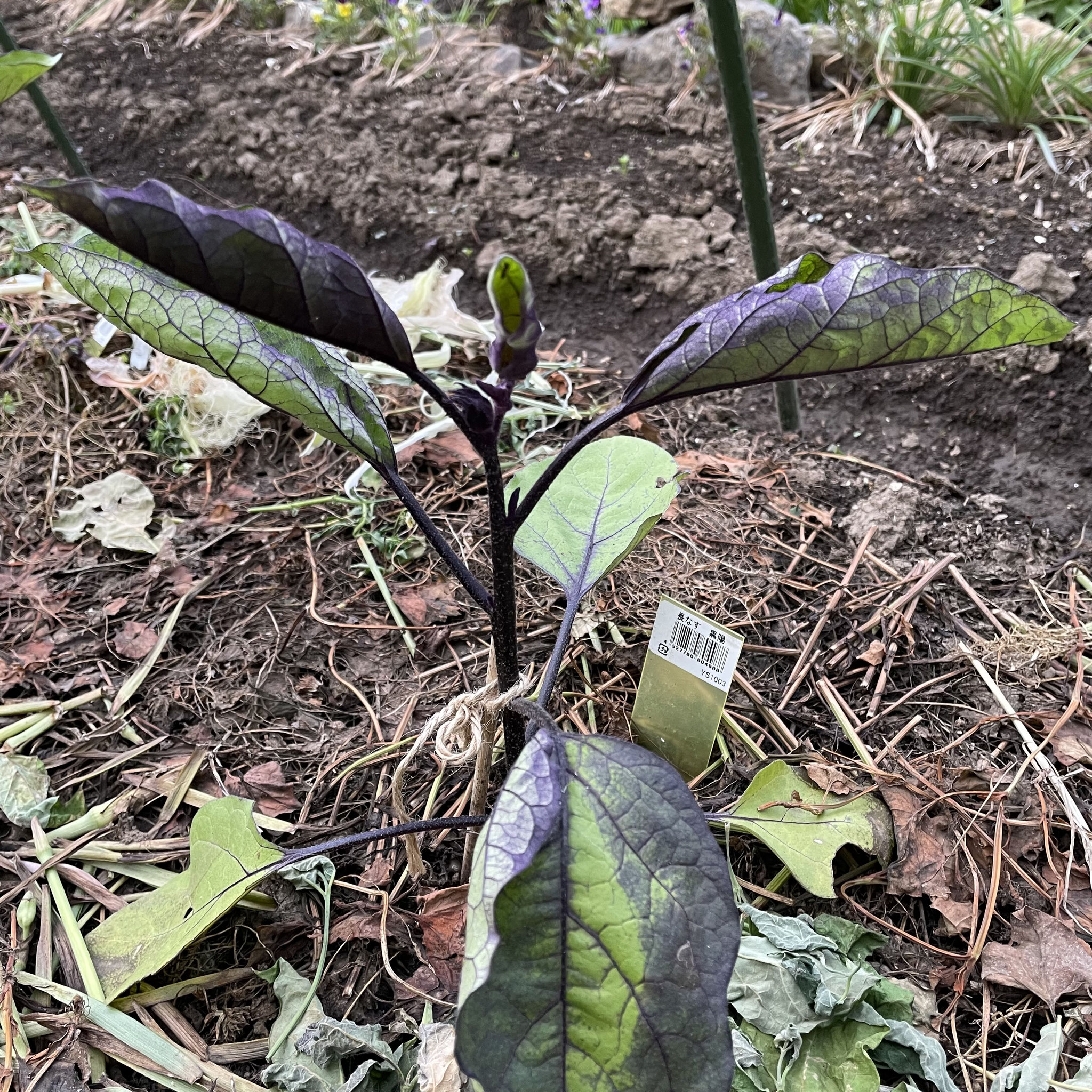 6月1日 長茄子(黒陽)＊5月16日植え付け
