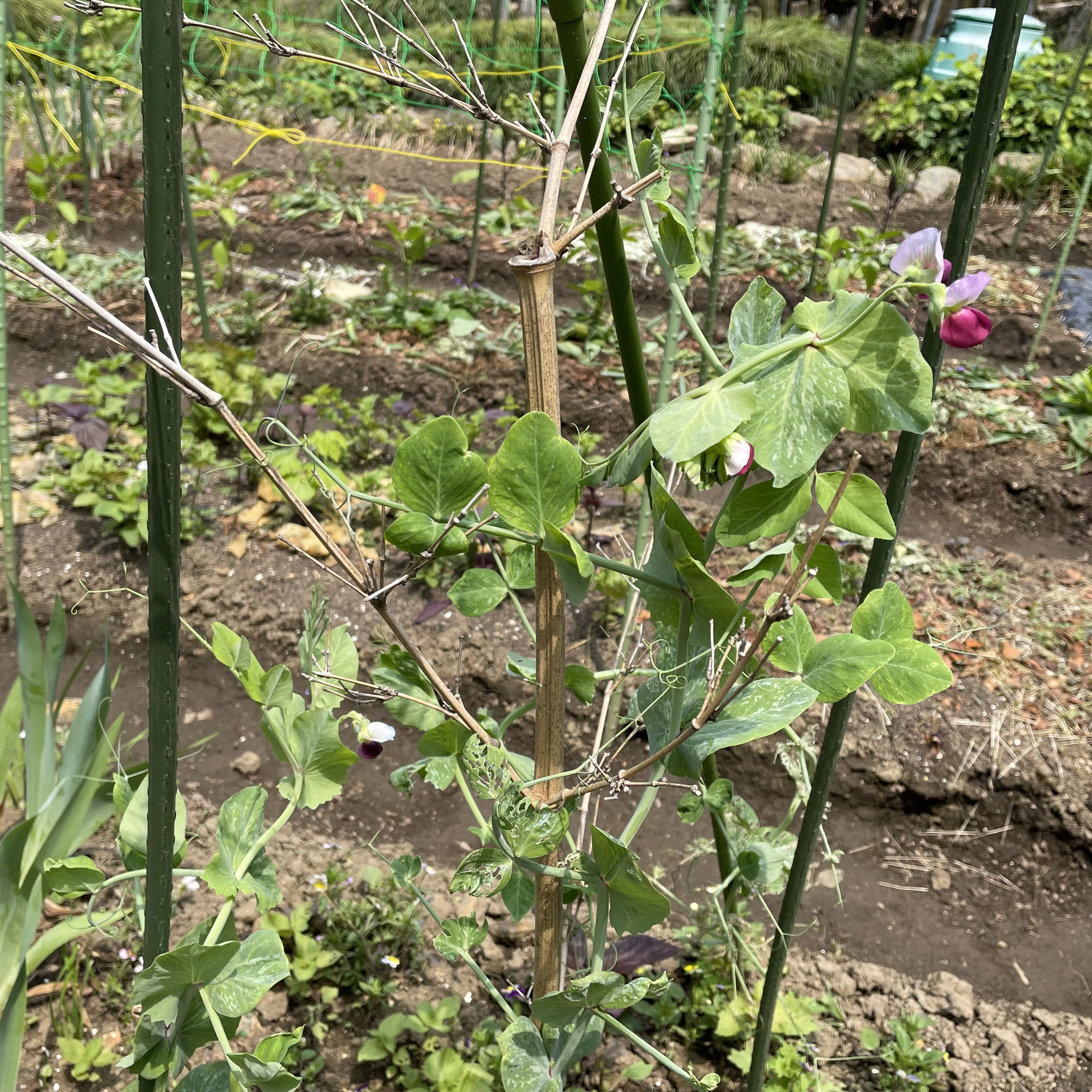 6月2日 豆苗を食べた後に植えた絹さや＊ 月 日植え付け