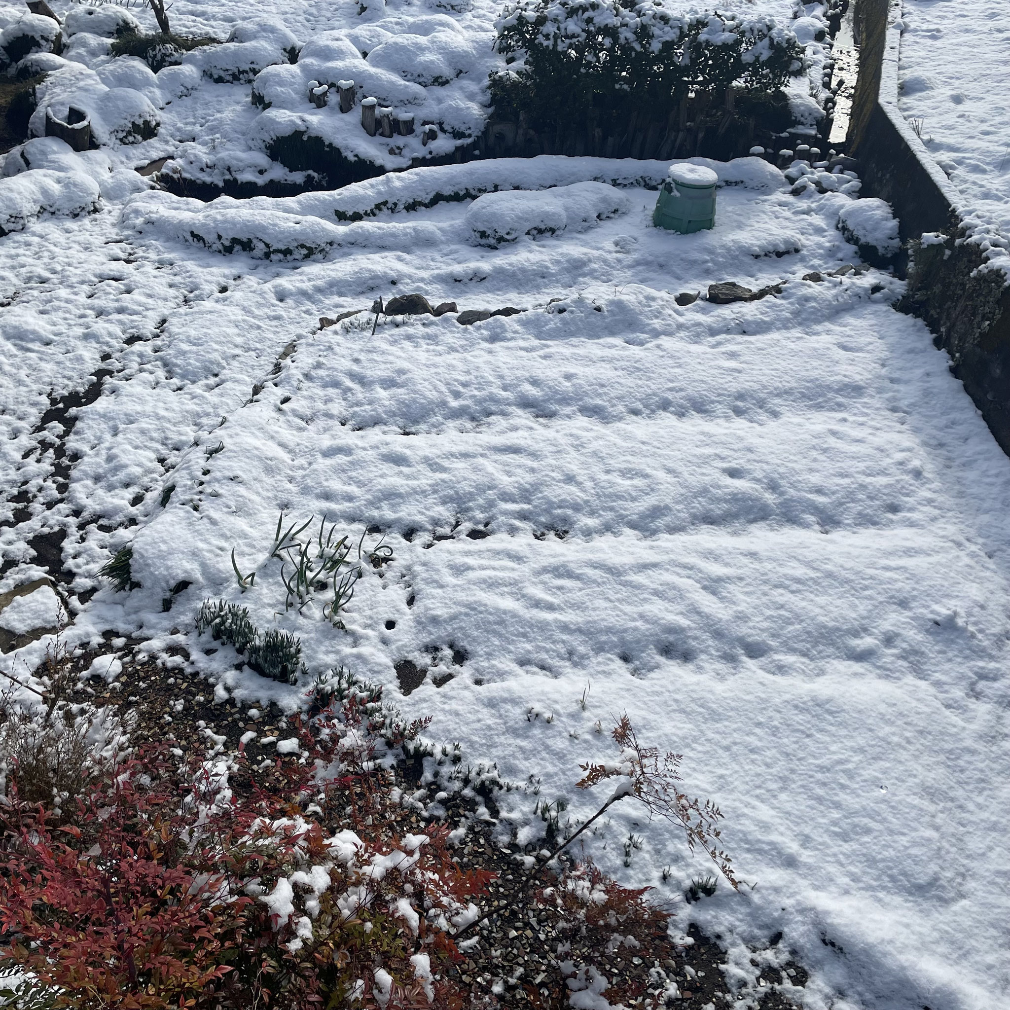 3月9日 うっすらと雪