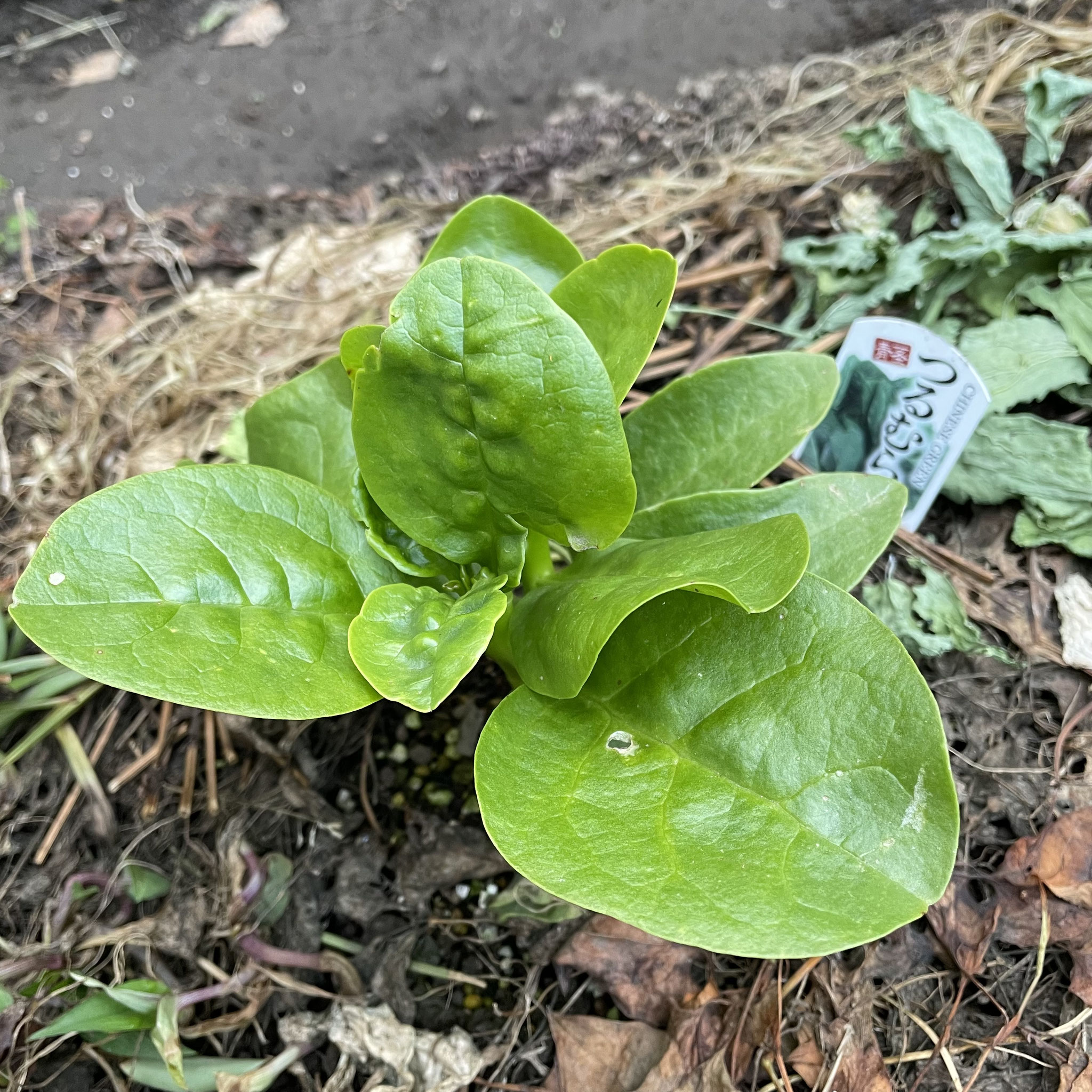 6月1日 つるむらさき＊5月16日植え付け