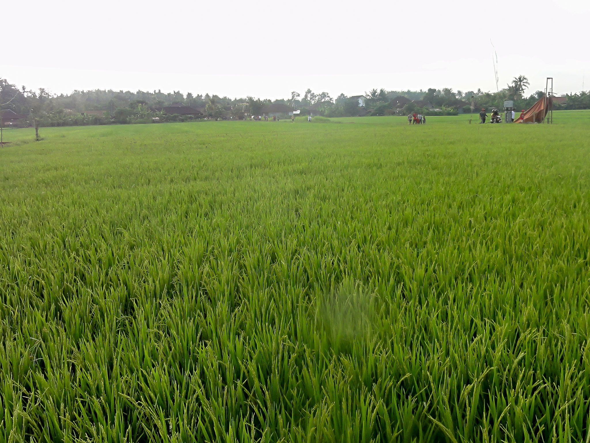 Nature in West Bali, rice paddies