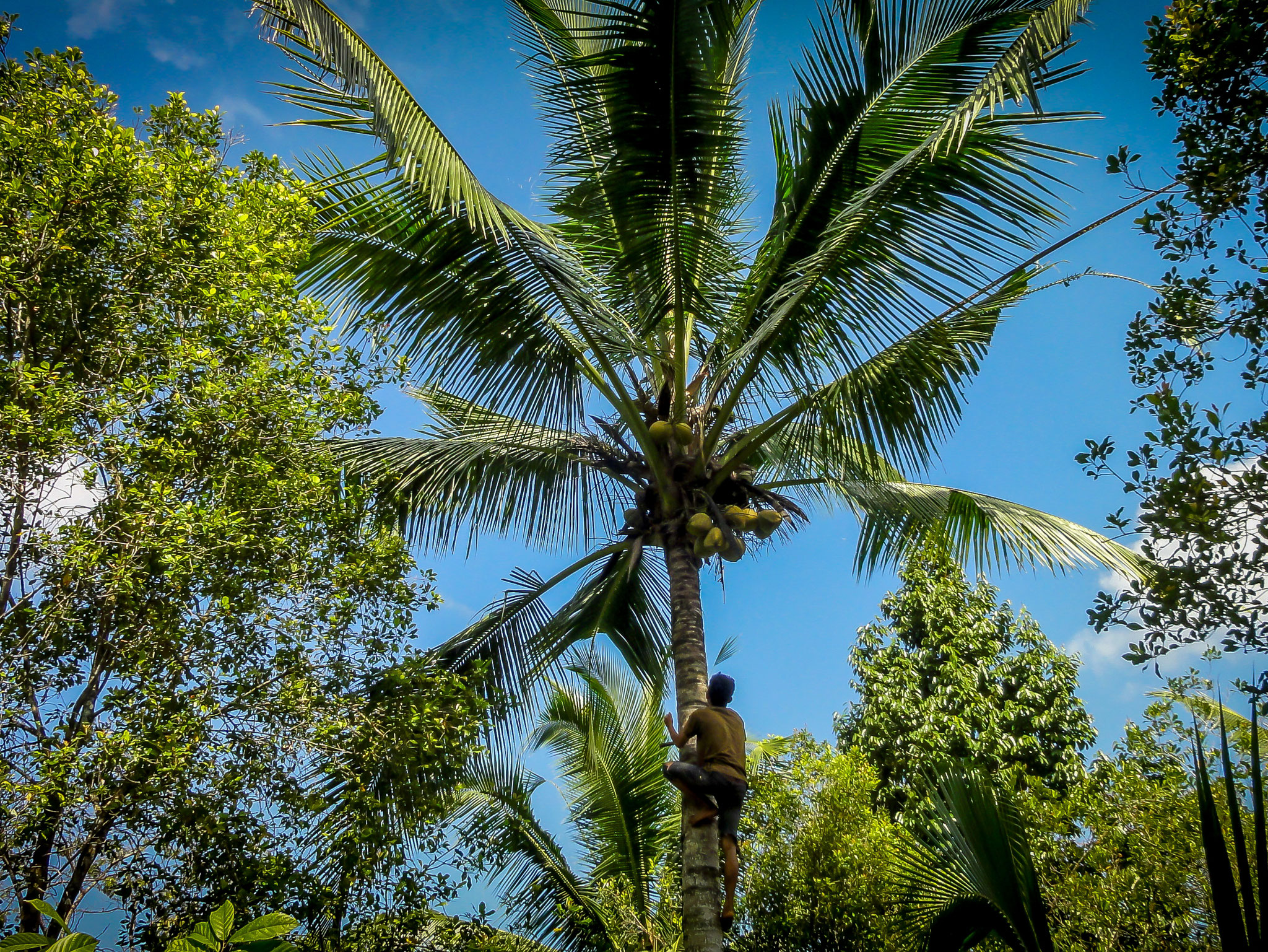 Nature in West Bali, coconut tree