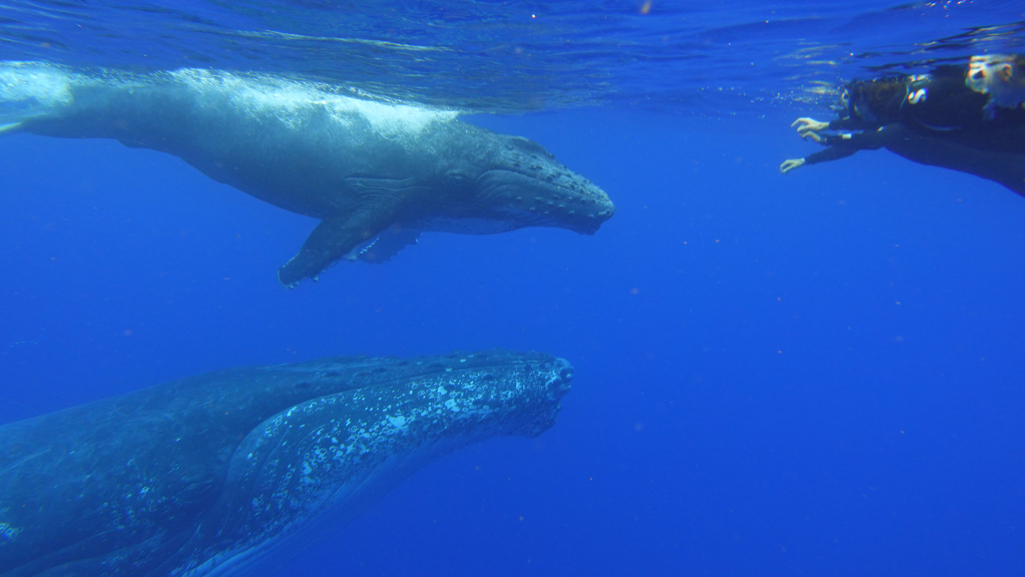 Voir les baleines dans l'océan indien à la réunion
