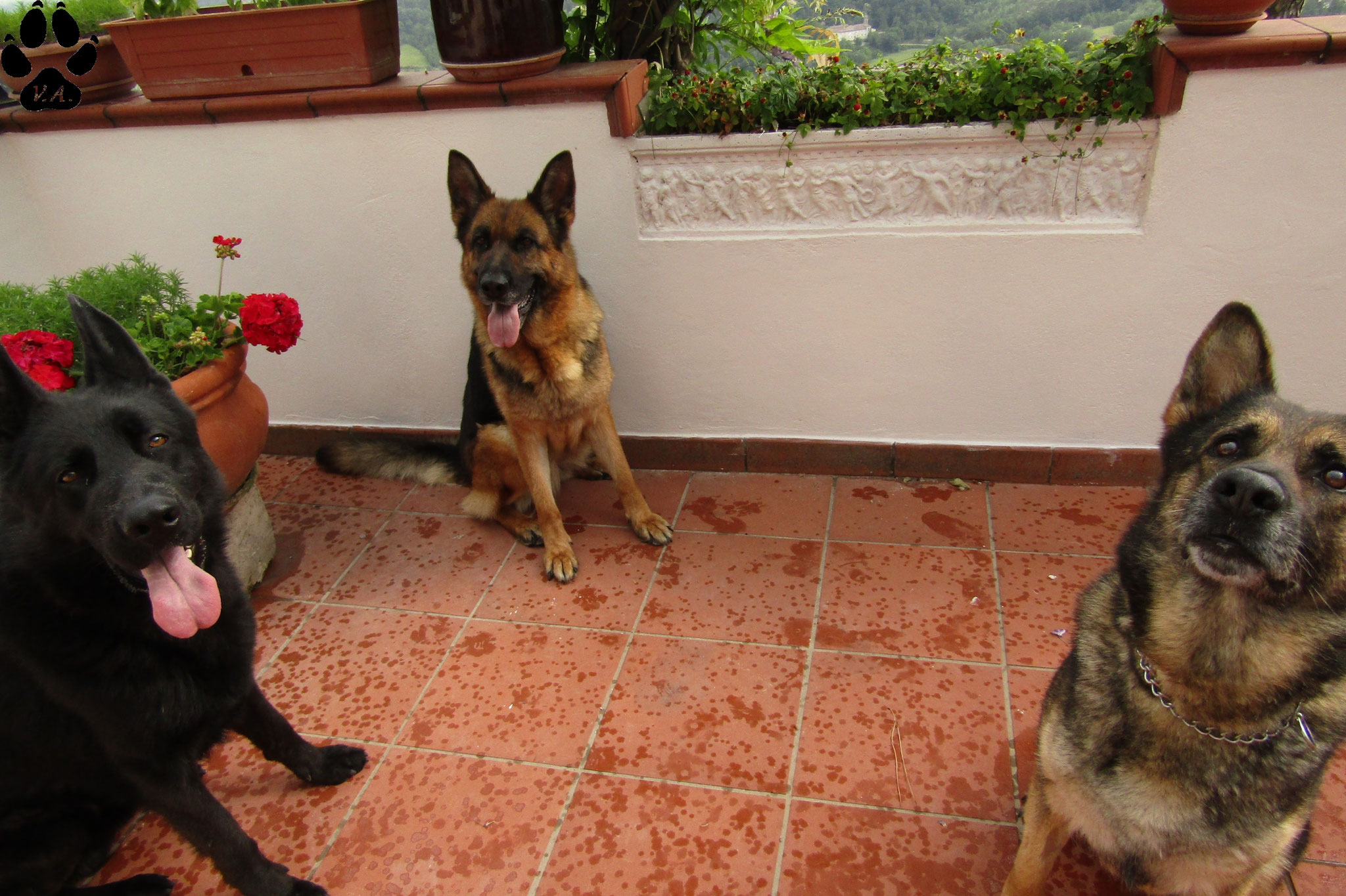 Il Nostro Branco Vicus Albus Allevamento Pastore Tedesco Nero Grigio E Nero Focato